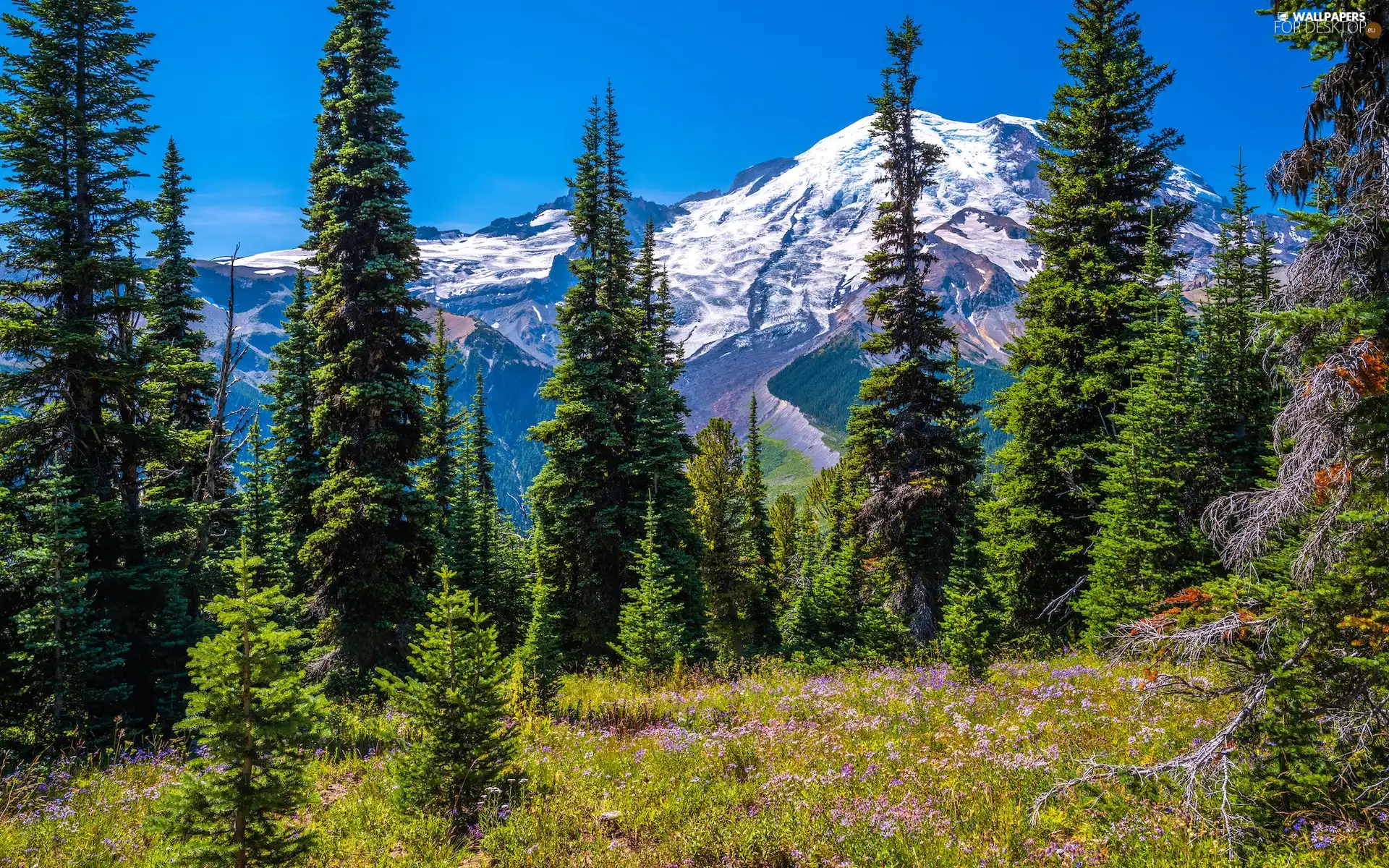 Stratovolcano Mount Rainier, Snowy, viewes, Washington State, Spruces, Mountains, trees, The United States, Mount Rainier National Park, Flowers