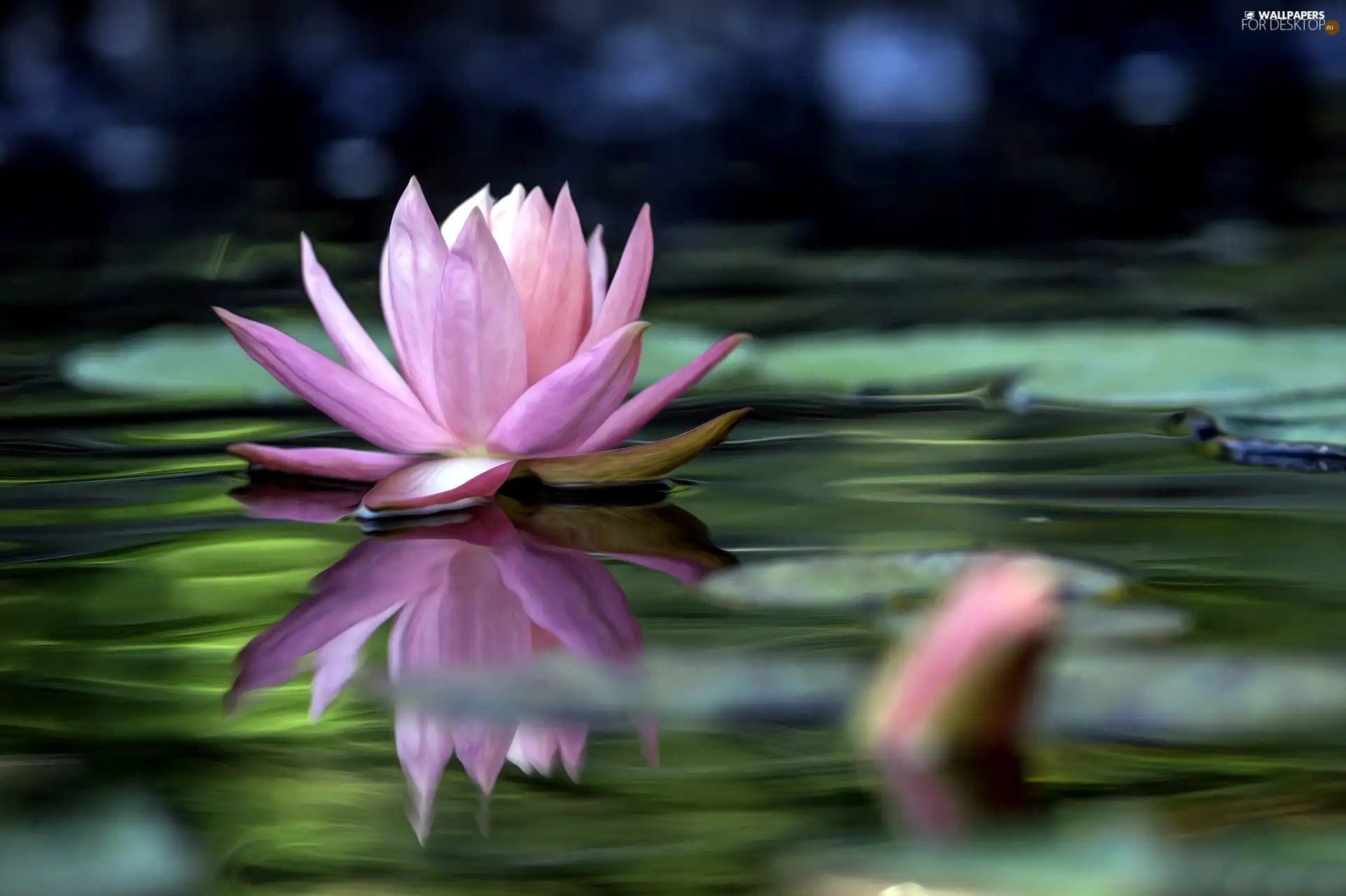 water-lily, Art