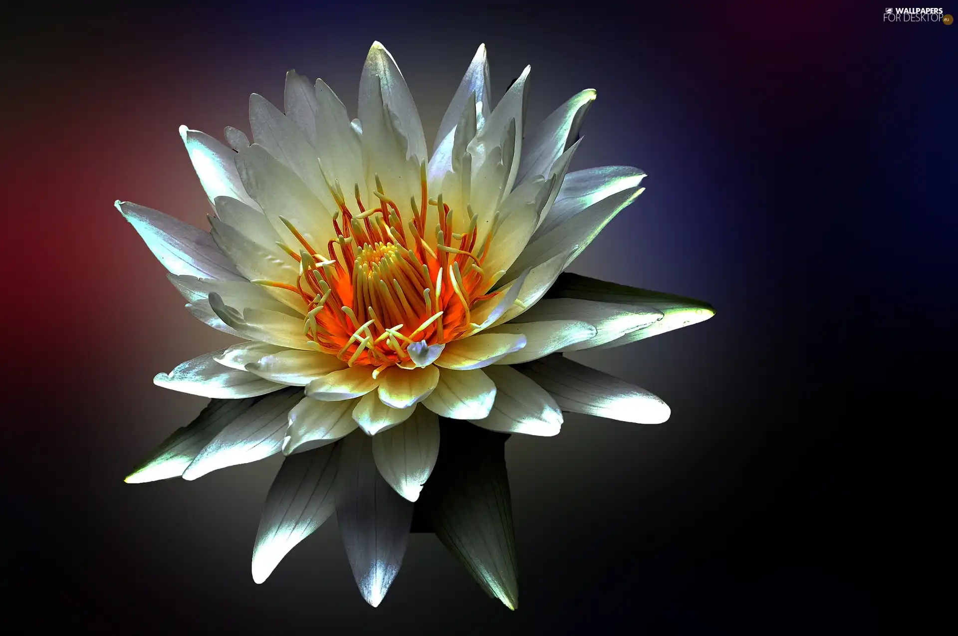 water-lily, Close