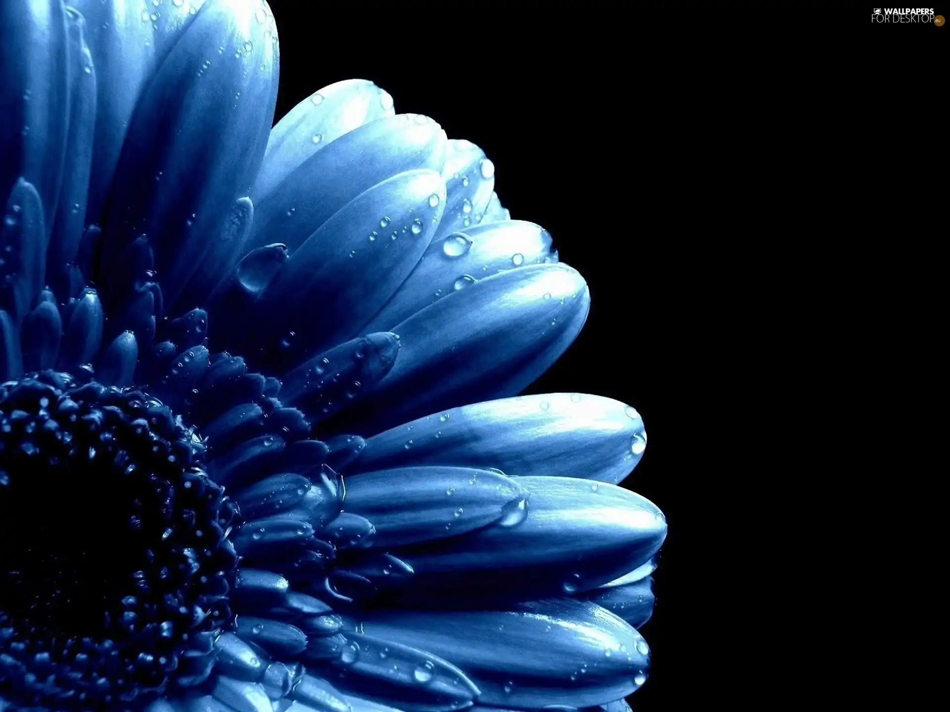 blue, drops, water, Colourfull Flowers