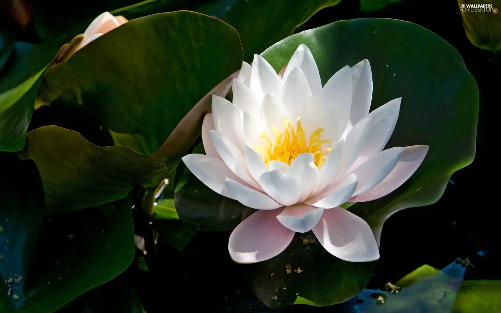 Colourfull Flowers, water-lily