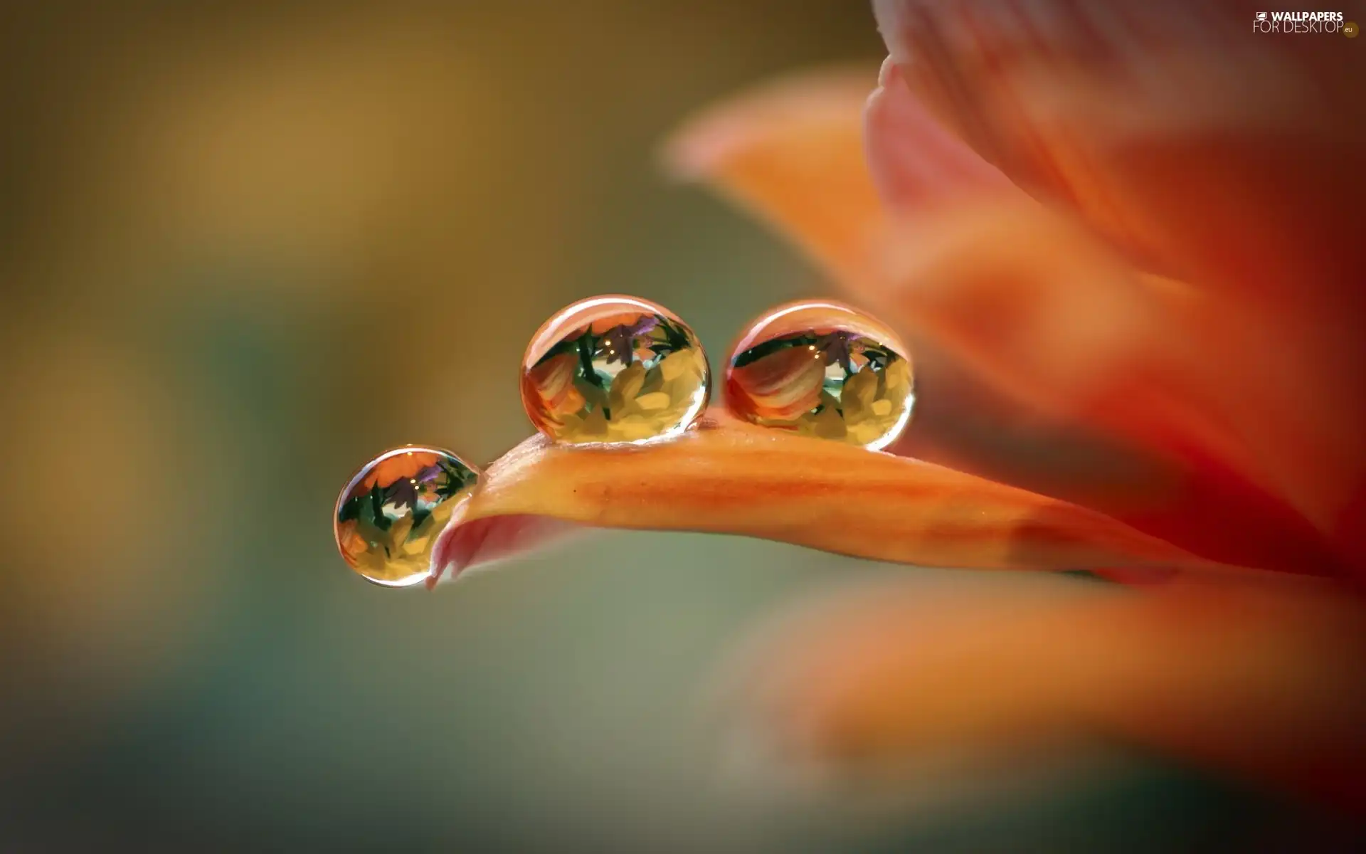 Orange, drops, water, Colourfull Flowers