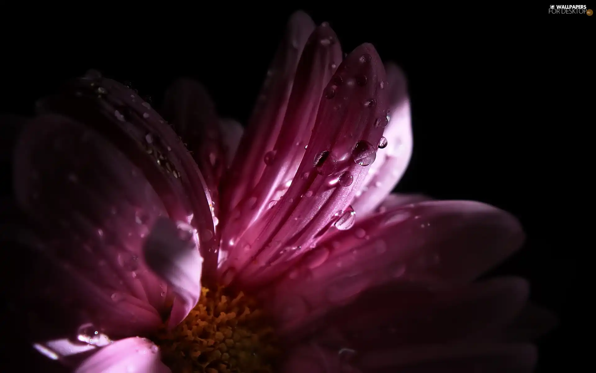 Pink, drops, water, Colourfull Flowers