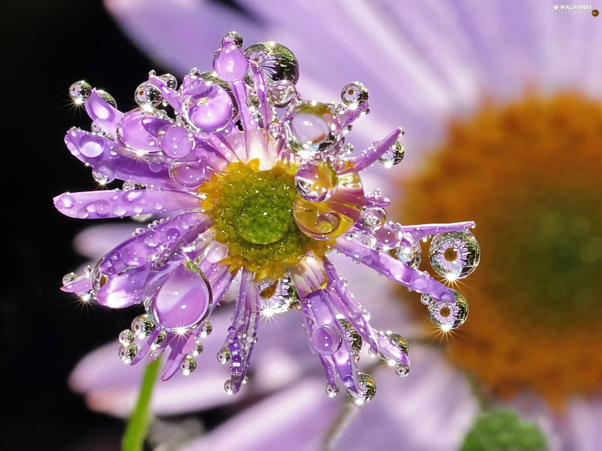 Violet, drops, water, Colourfull Flowers