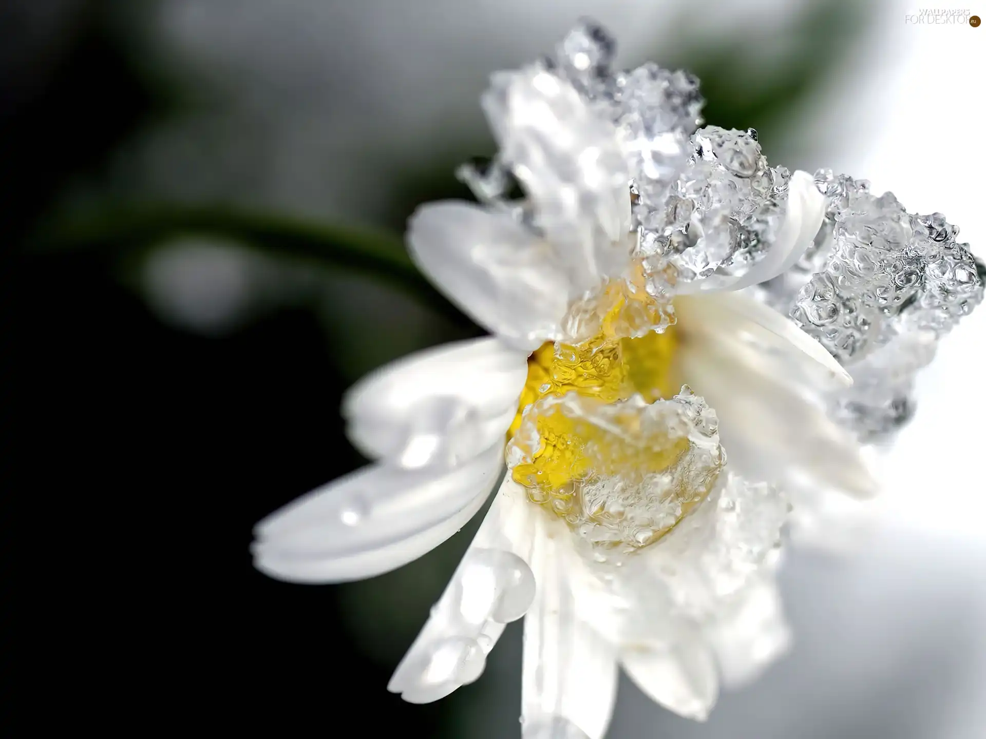 Daisy, water