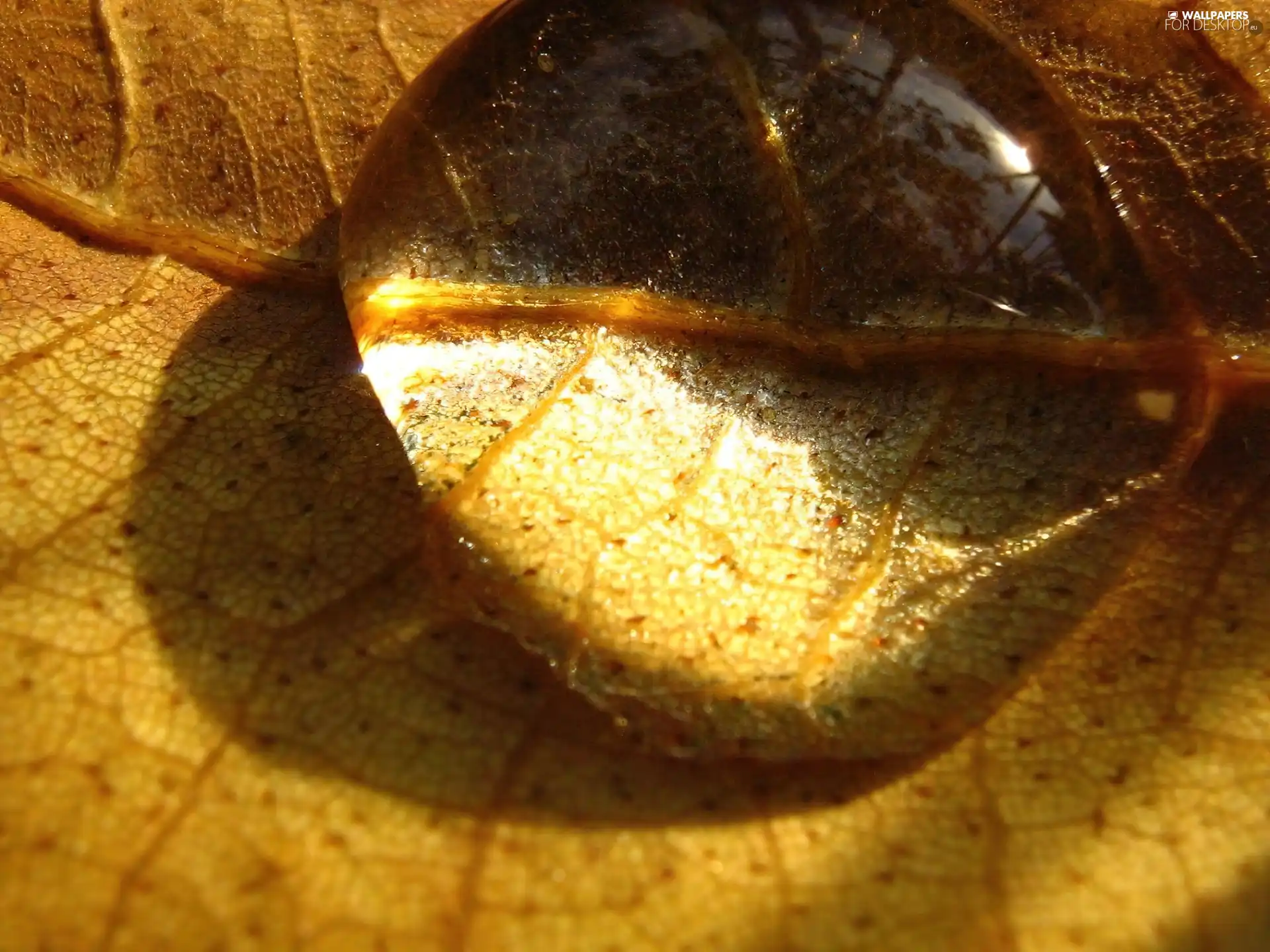 water, leaf, drop