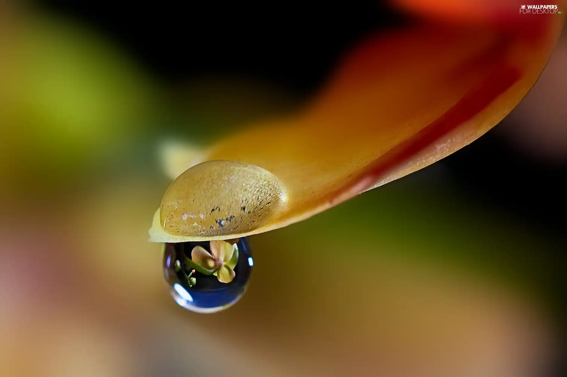 water, petal, drop
