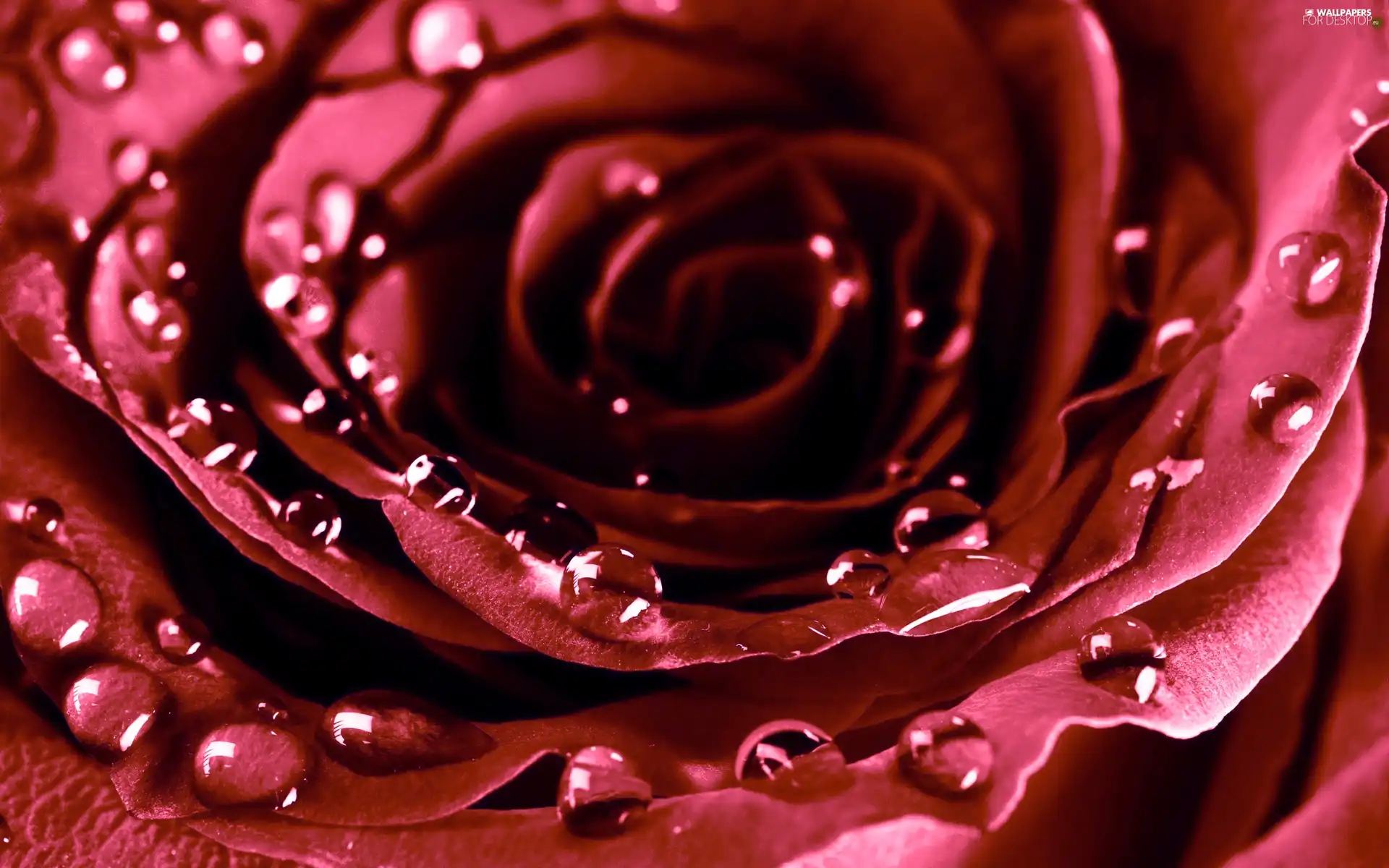 water, rose, droplets