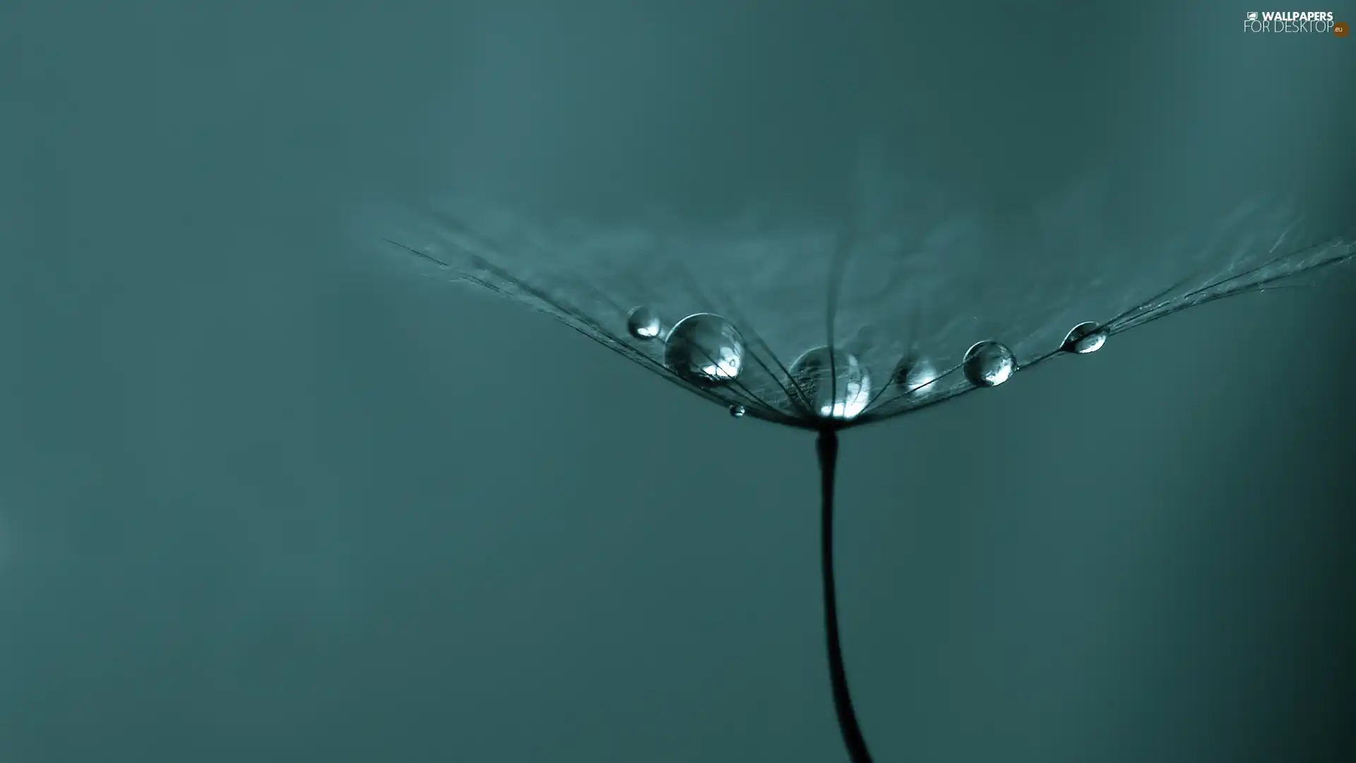 water, dandelion, drops