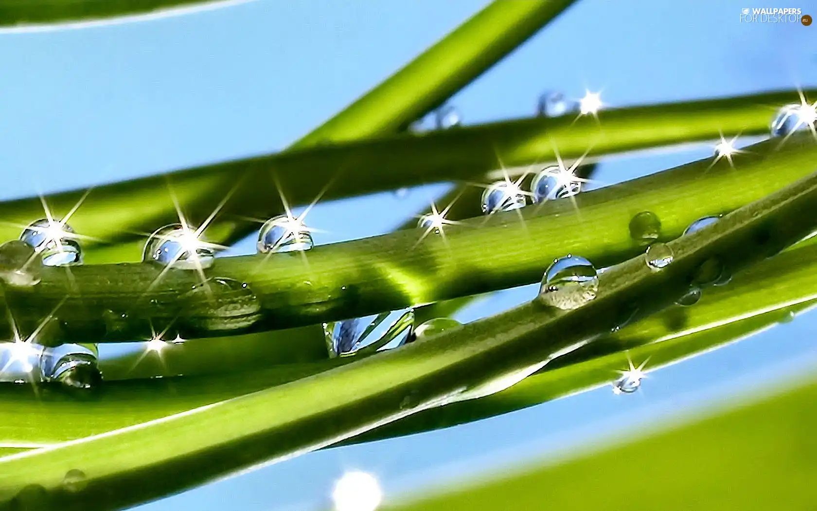 water, grass, drops