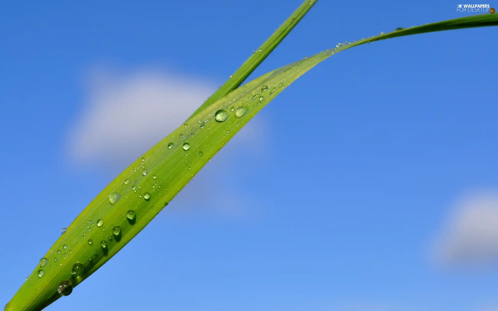 water, grass, drops