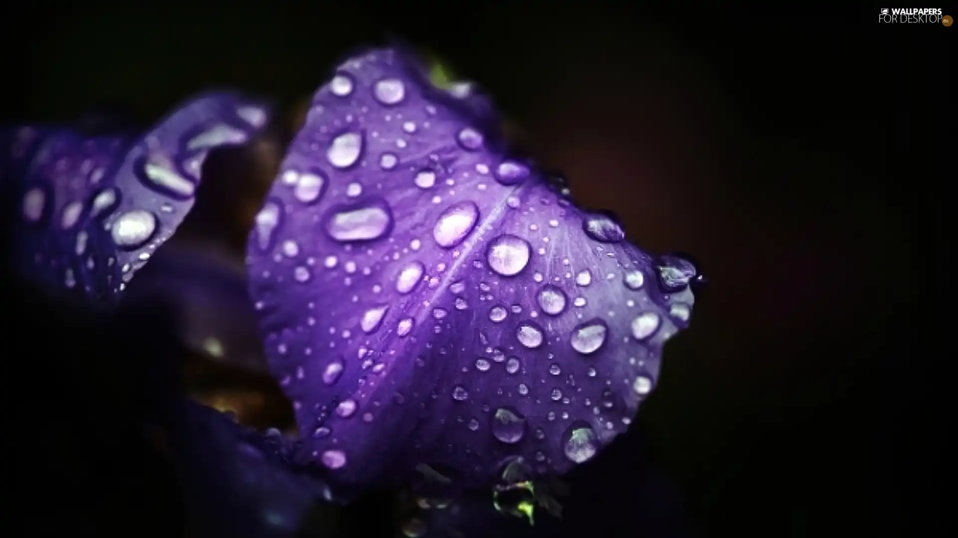 water, iris, drops