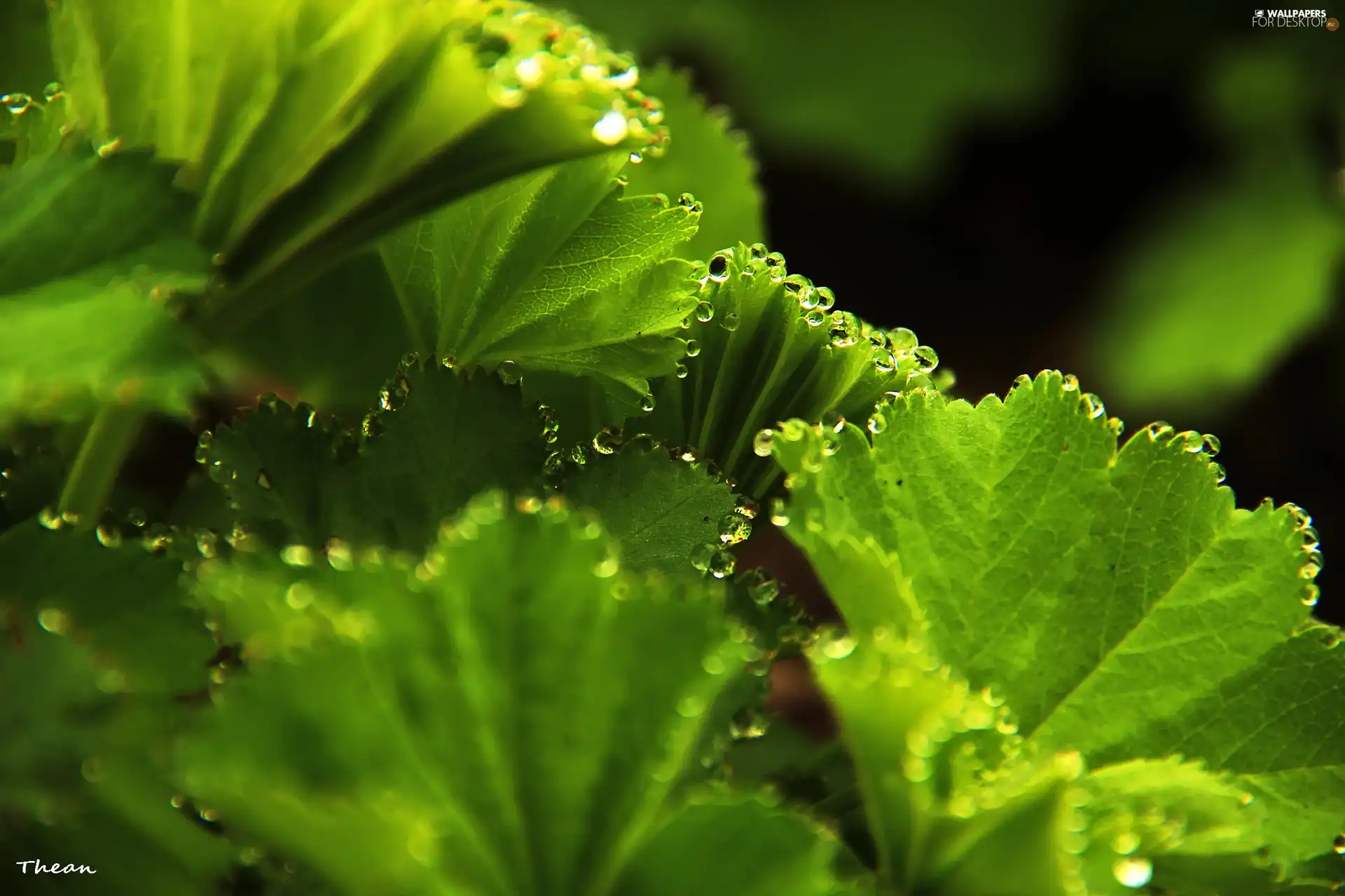 water, Leaf, drops