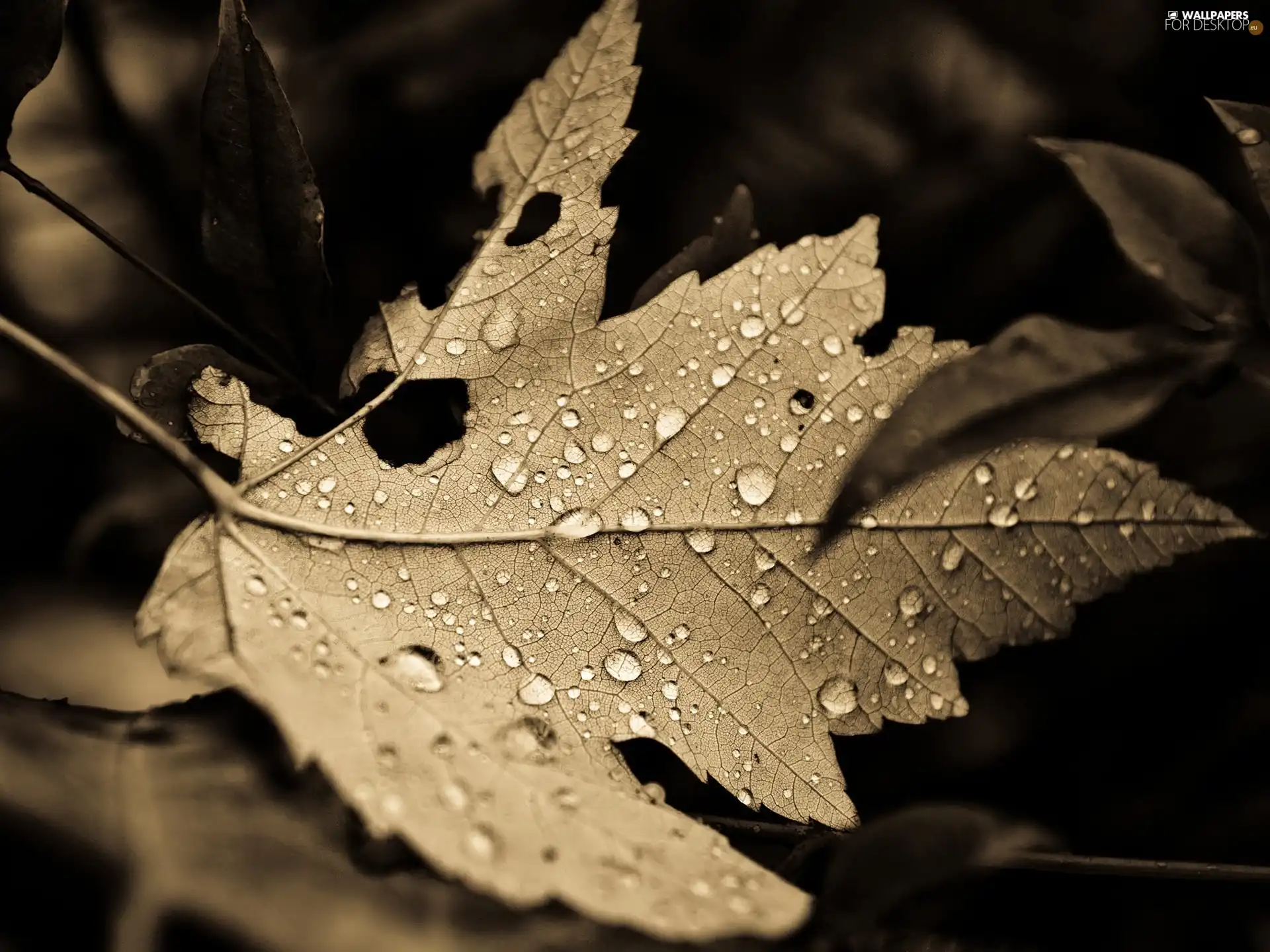 water, leaf, drops