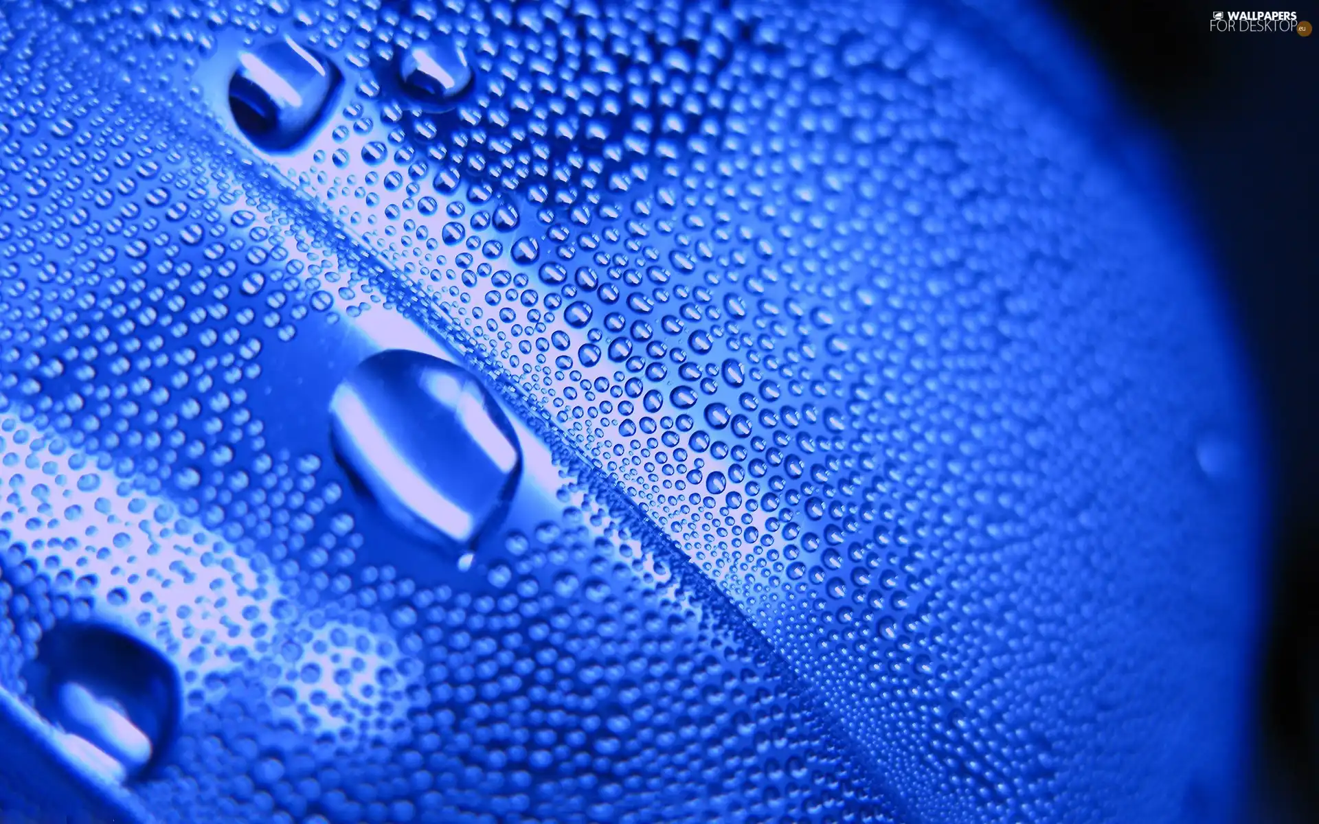 water, petal, drops