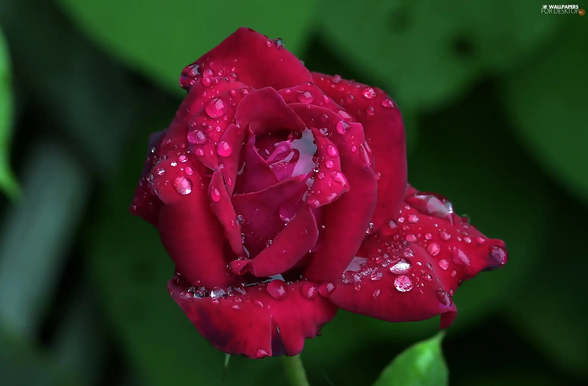 water, rose, drops