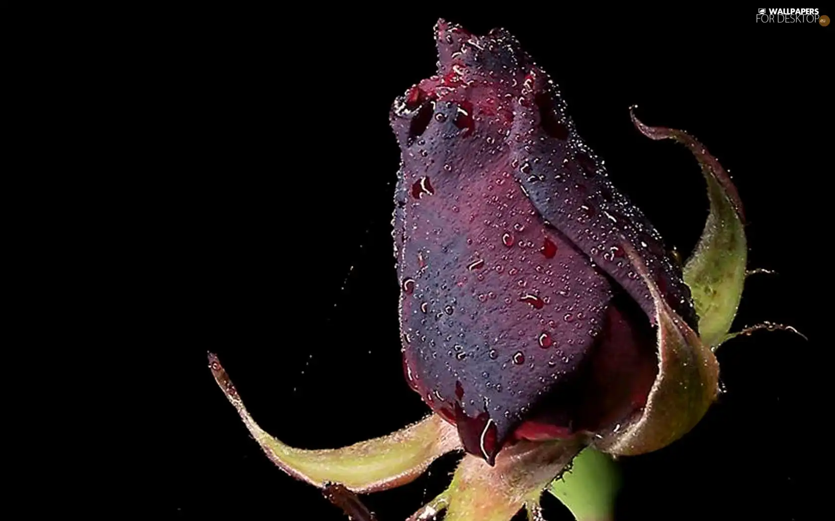 water, rose, drops