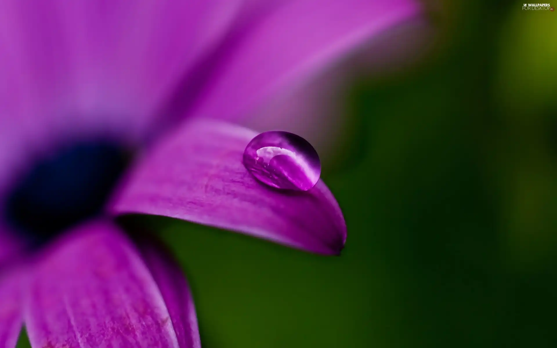 Colourfull Flowers, drop, water, petal