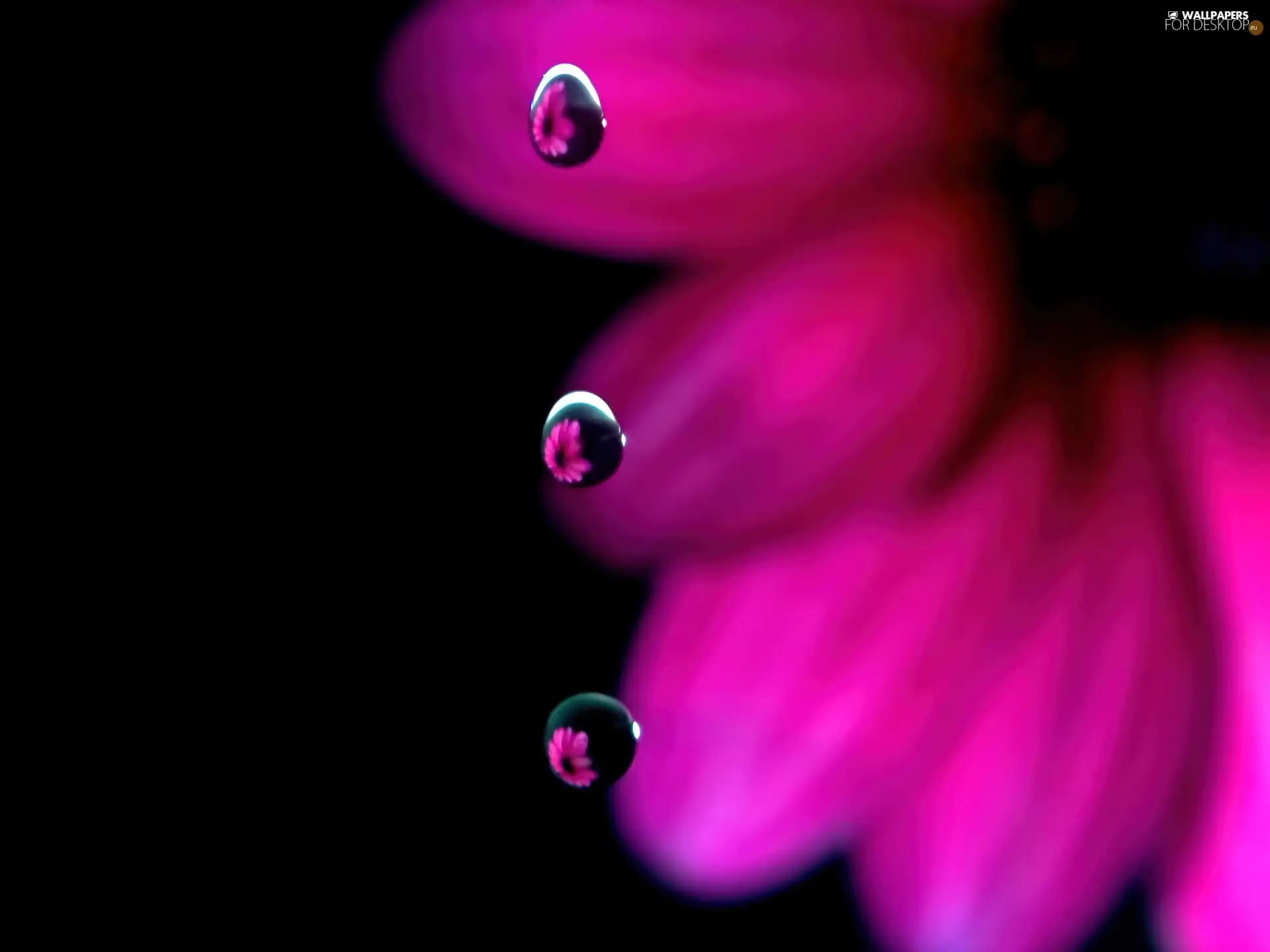 Colourfull Flowers, drops, water, Gerber