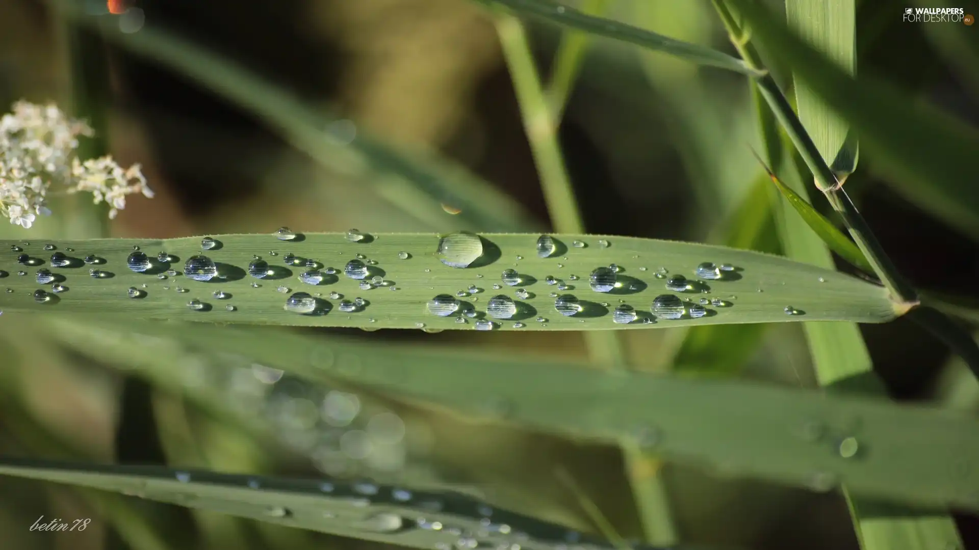 grass, dew, water, drops