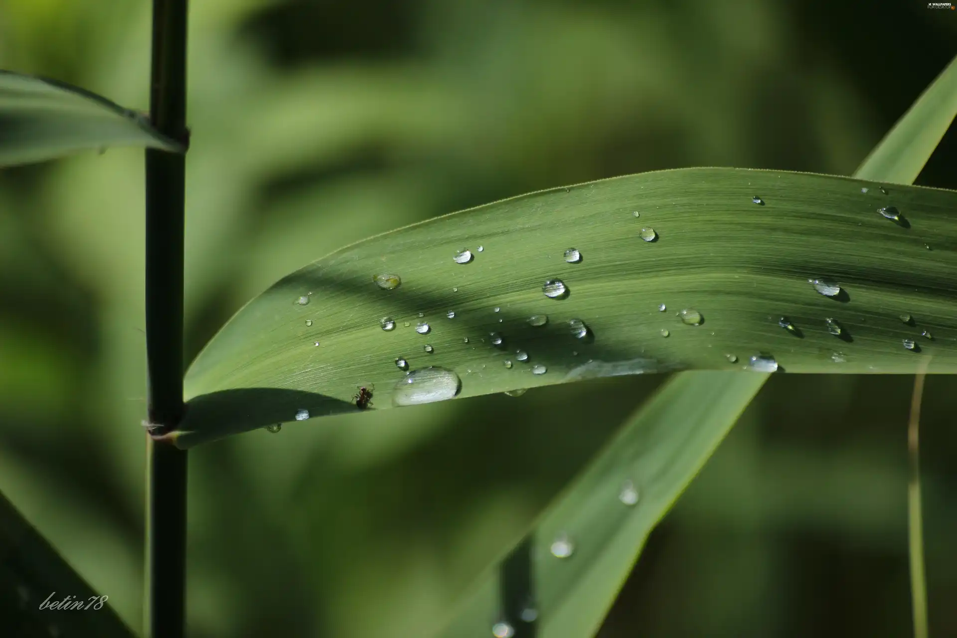 grass, drops, water, dew