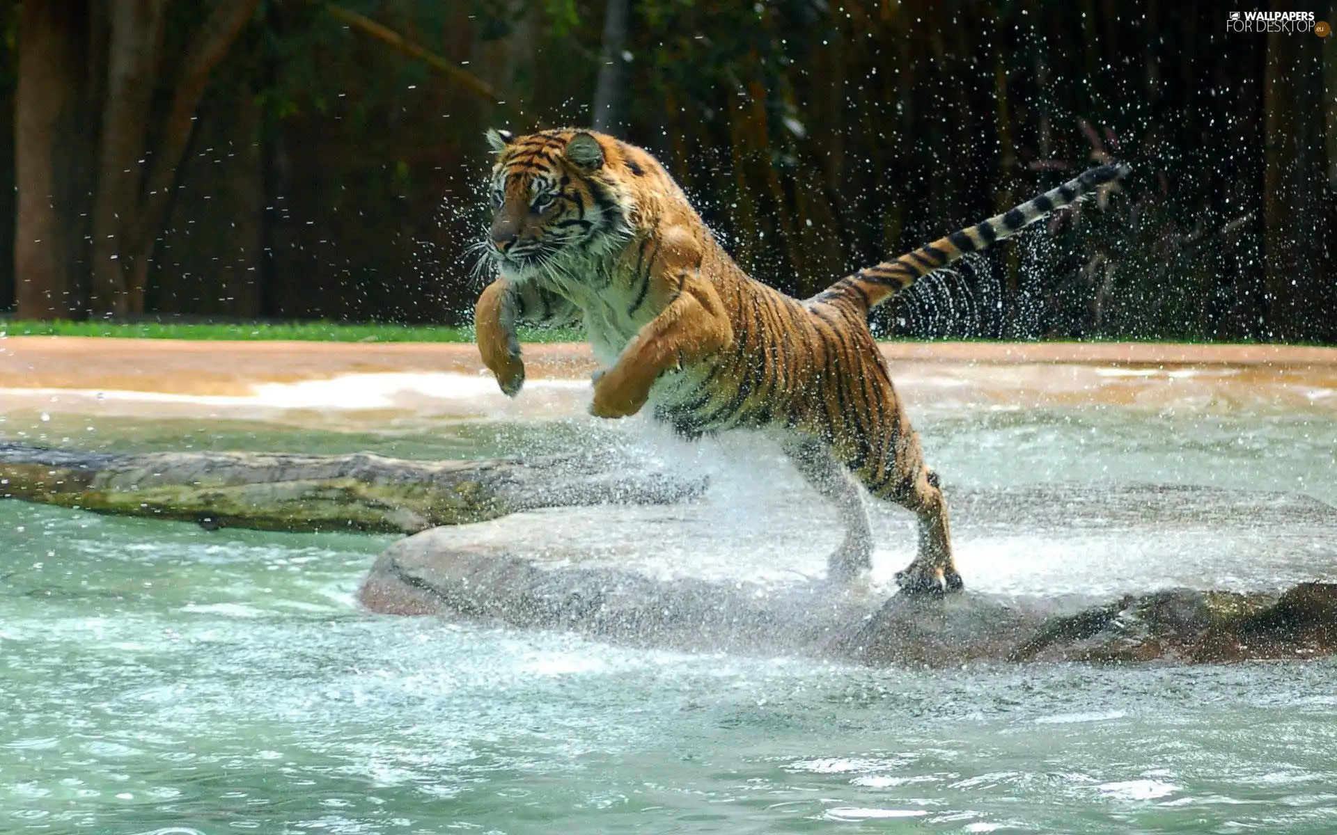 water, tiger, jump