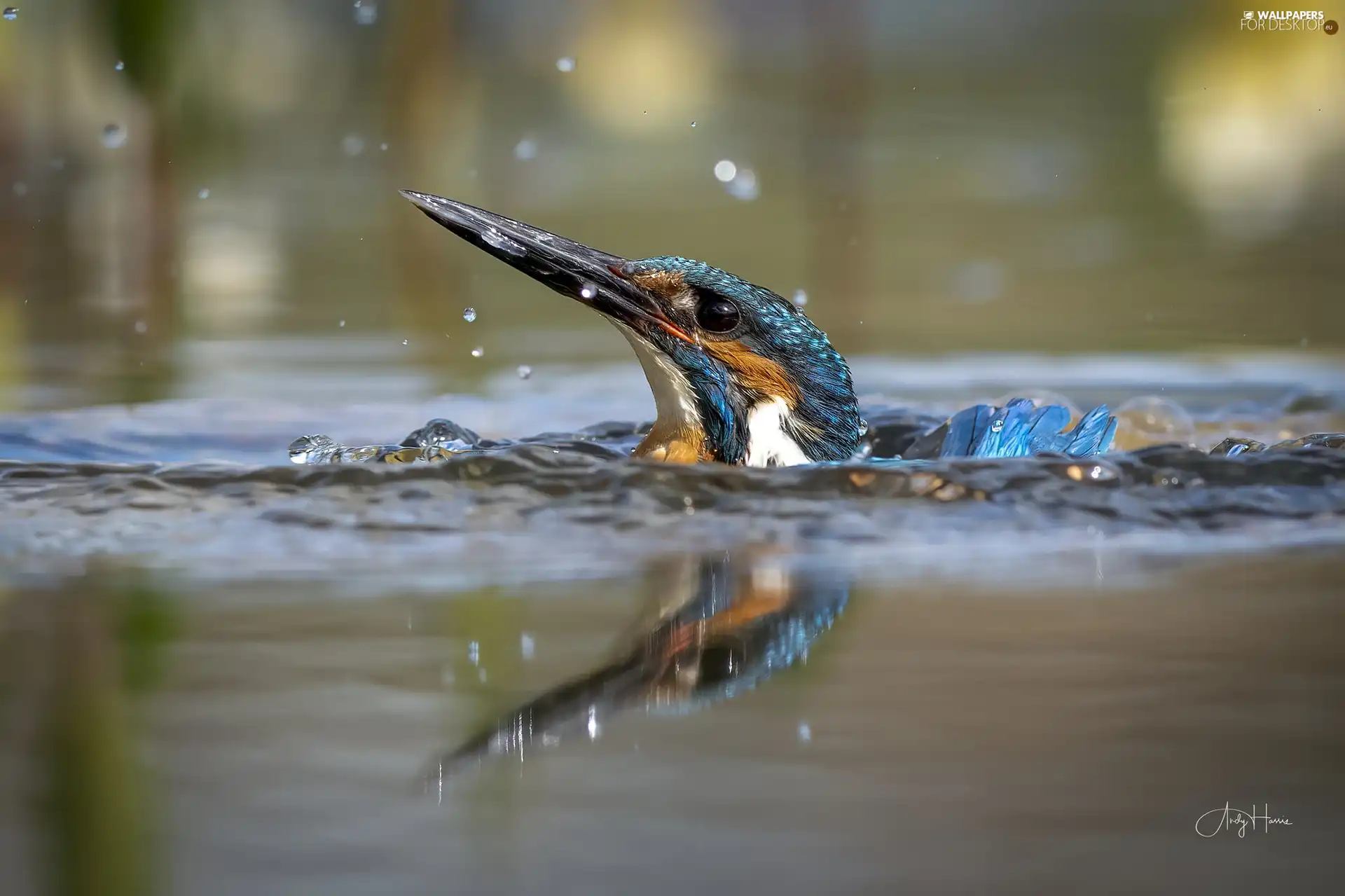 water, Bird, kingfisher