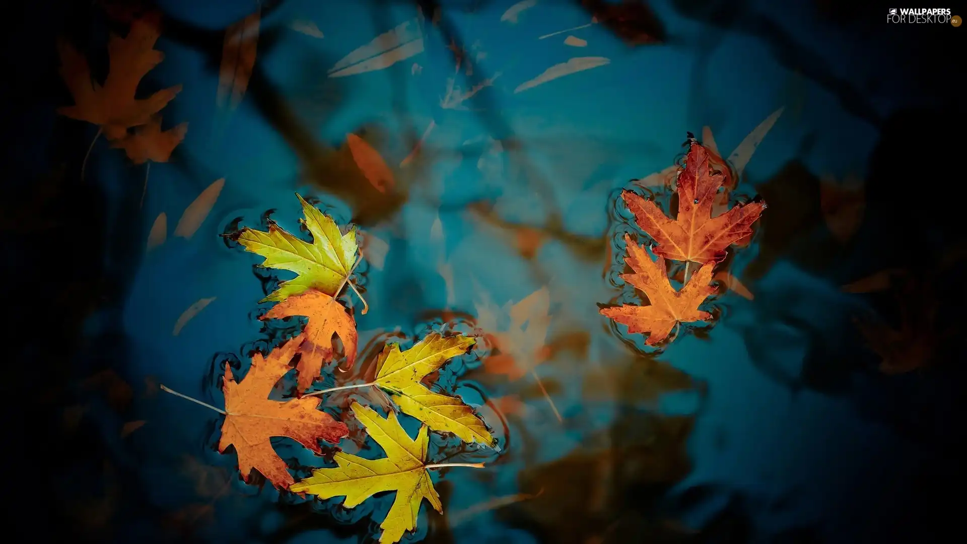 Leaf, water