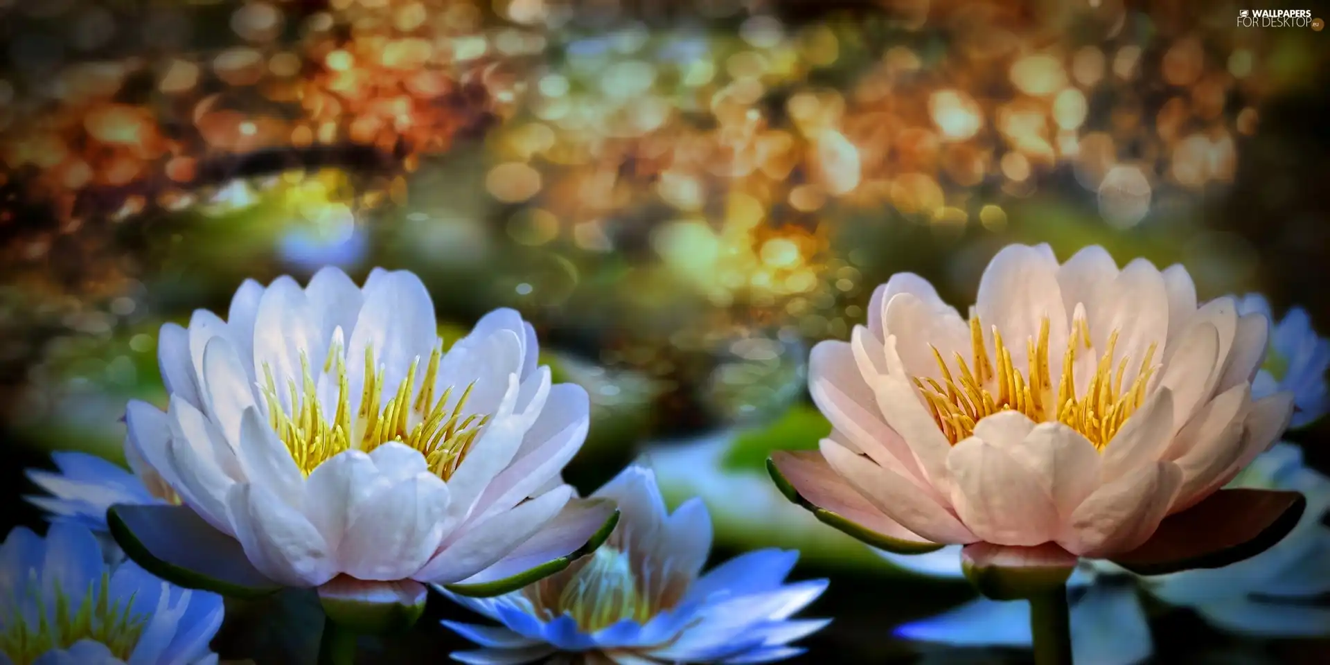 lilies, water