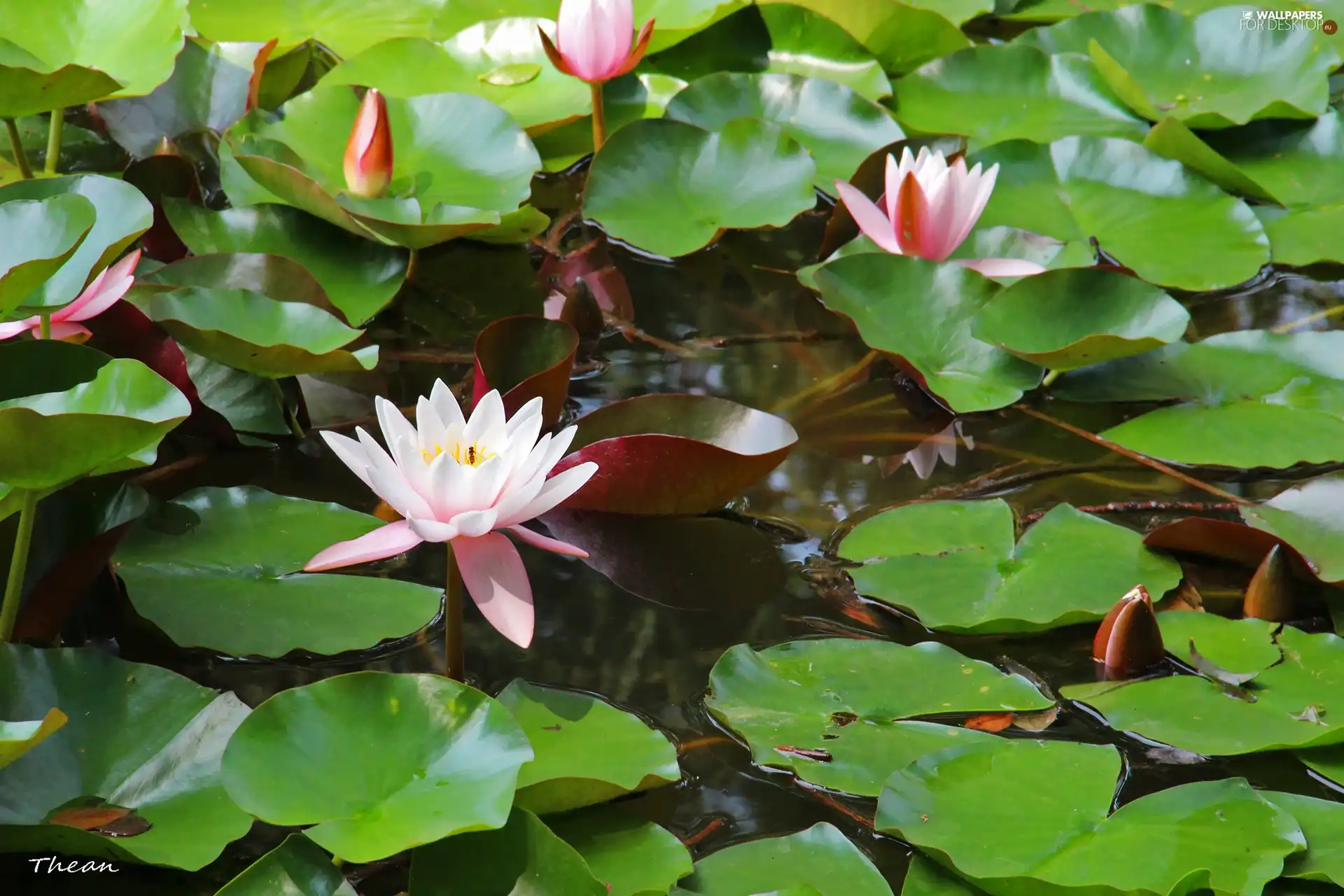 lilies, water