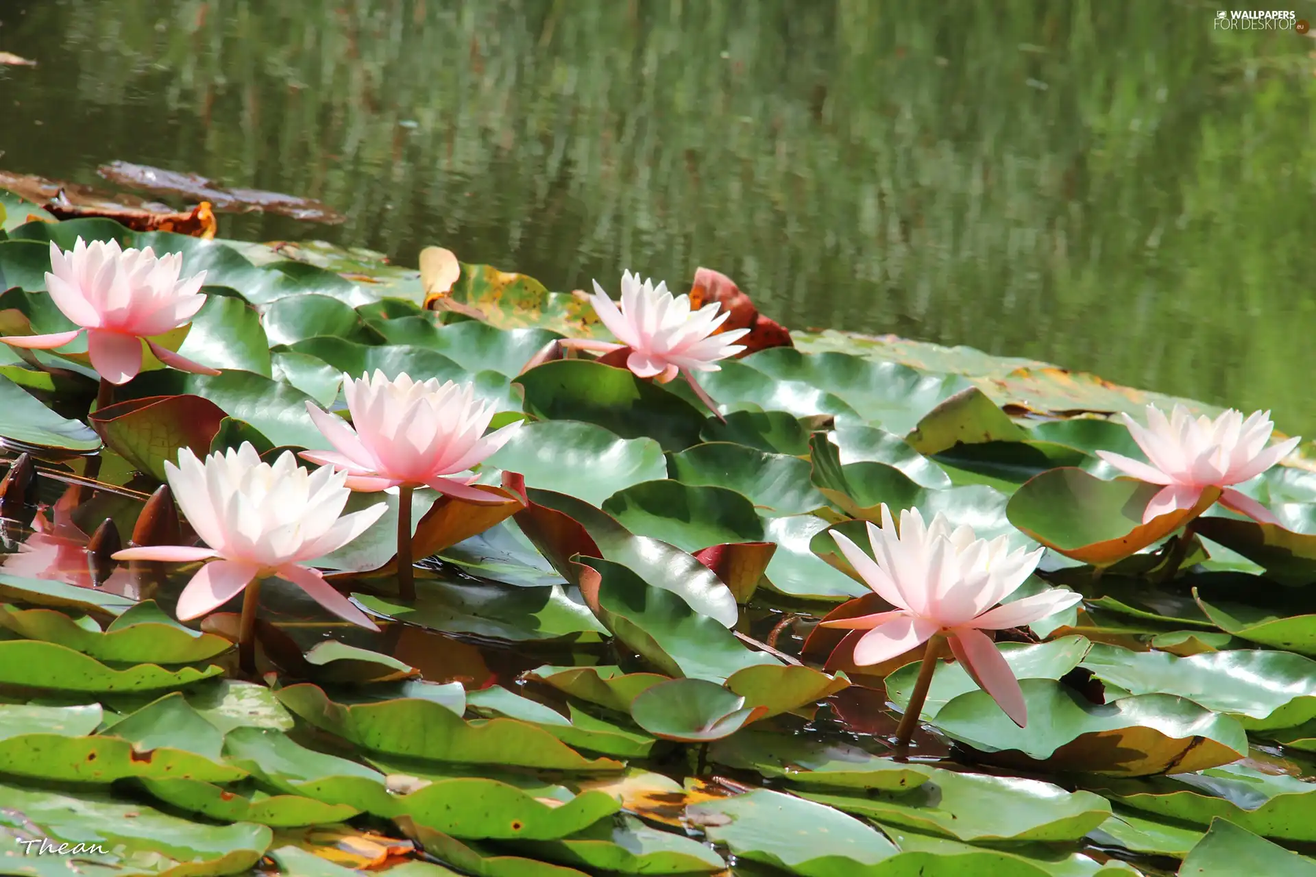 lilies, water