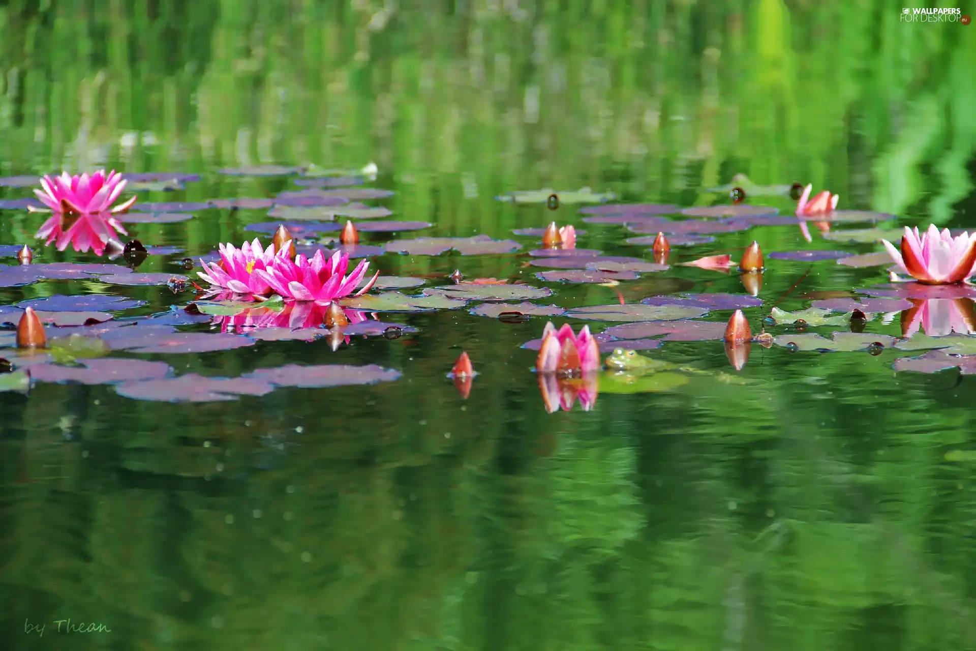 lilies, water