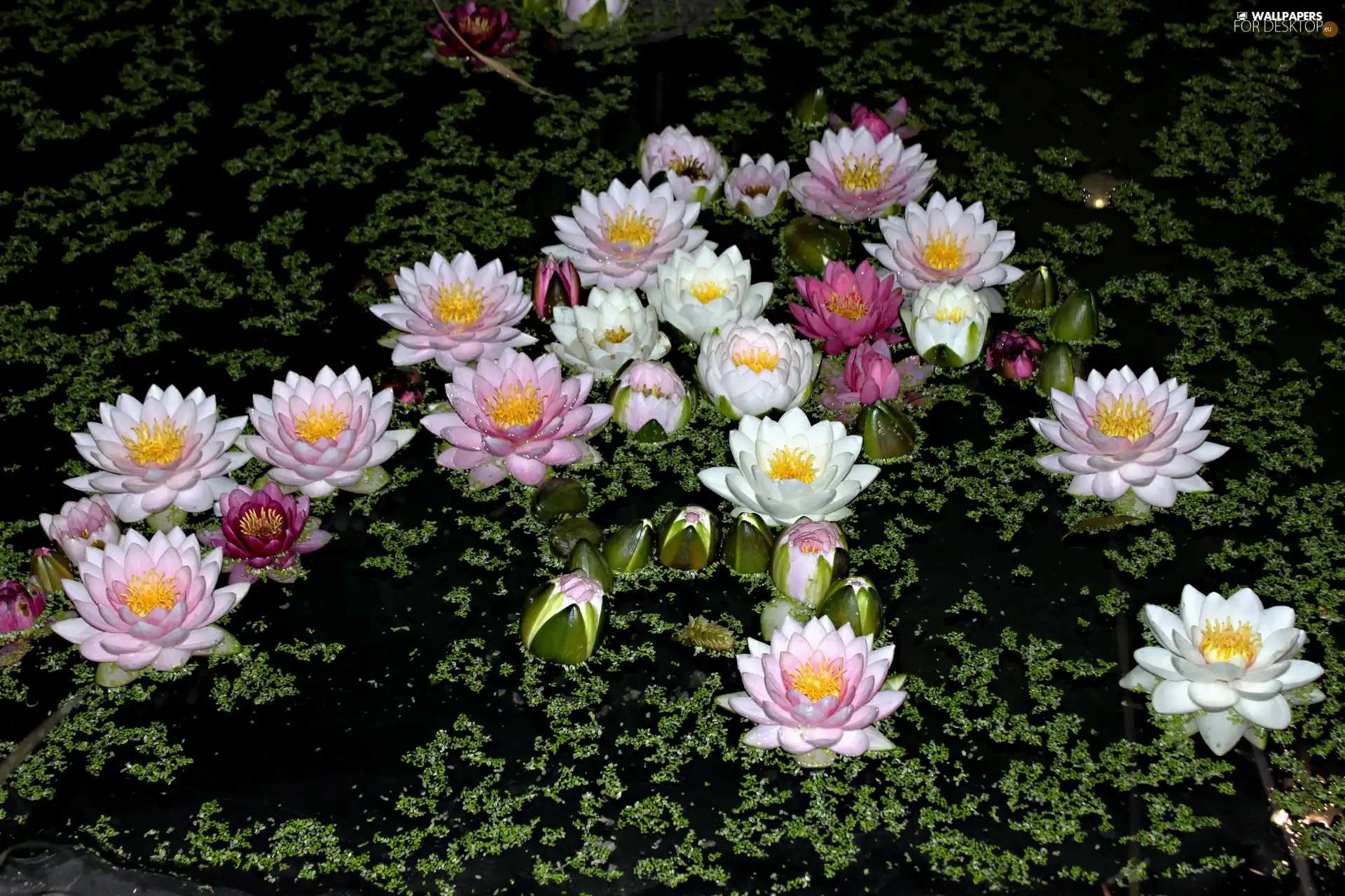 water, color, lilies