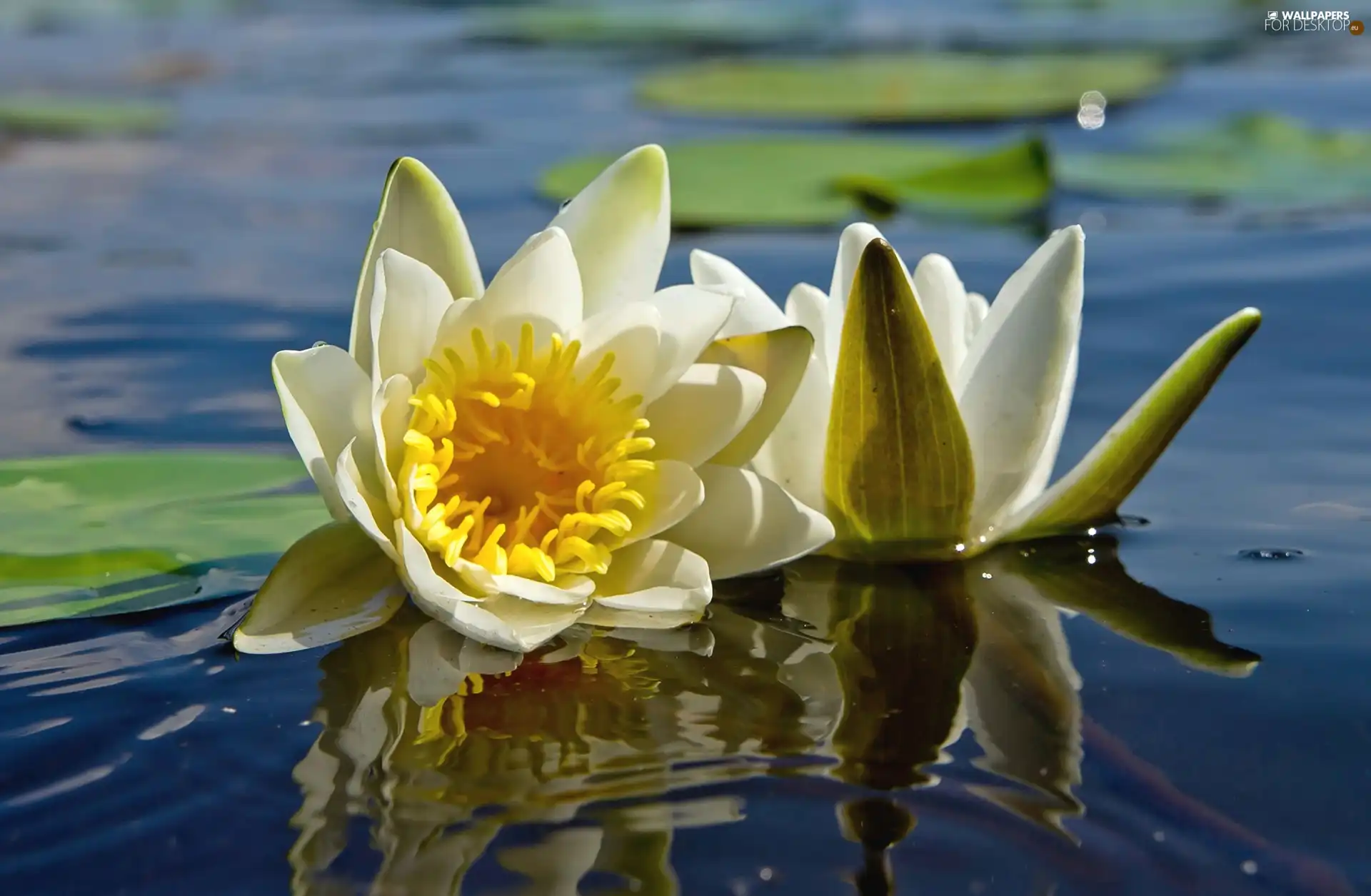 water, Flowers, lilies