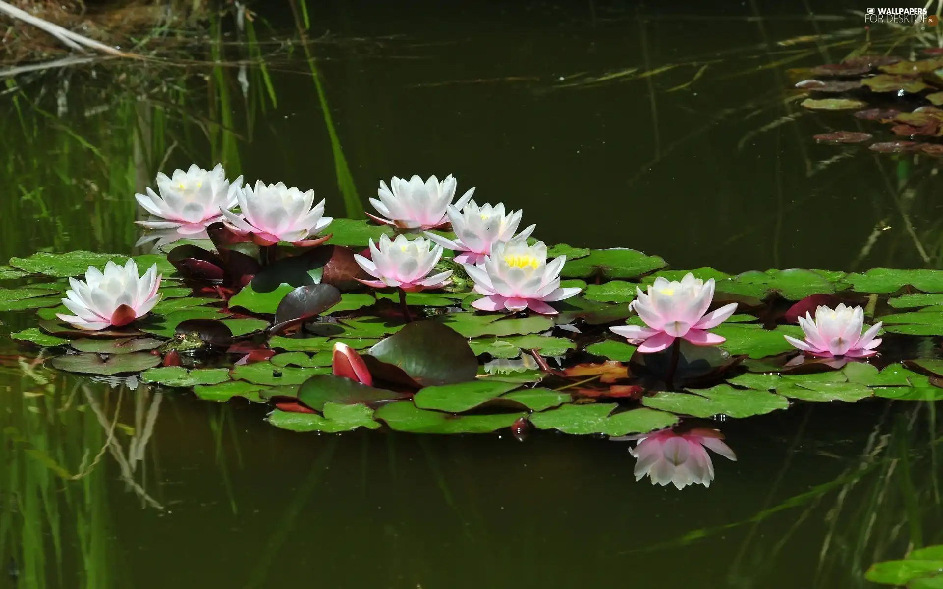 Lily, water
