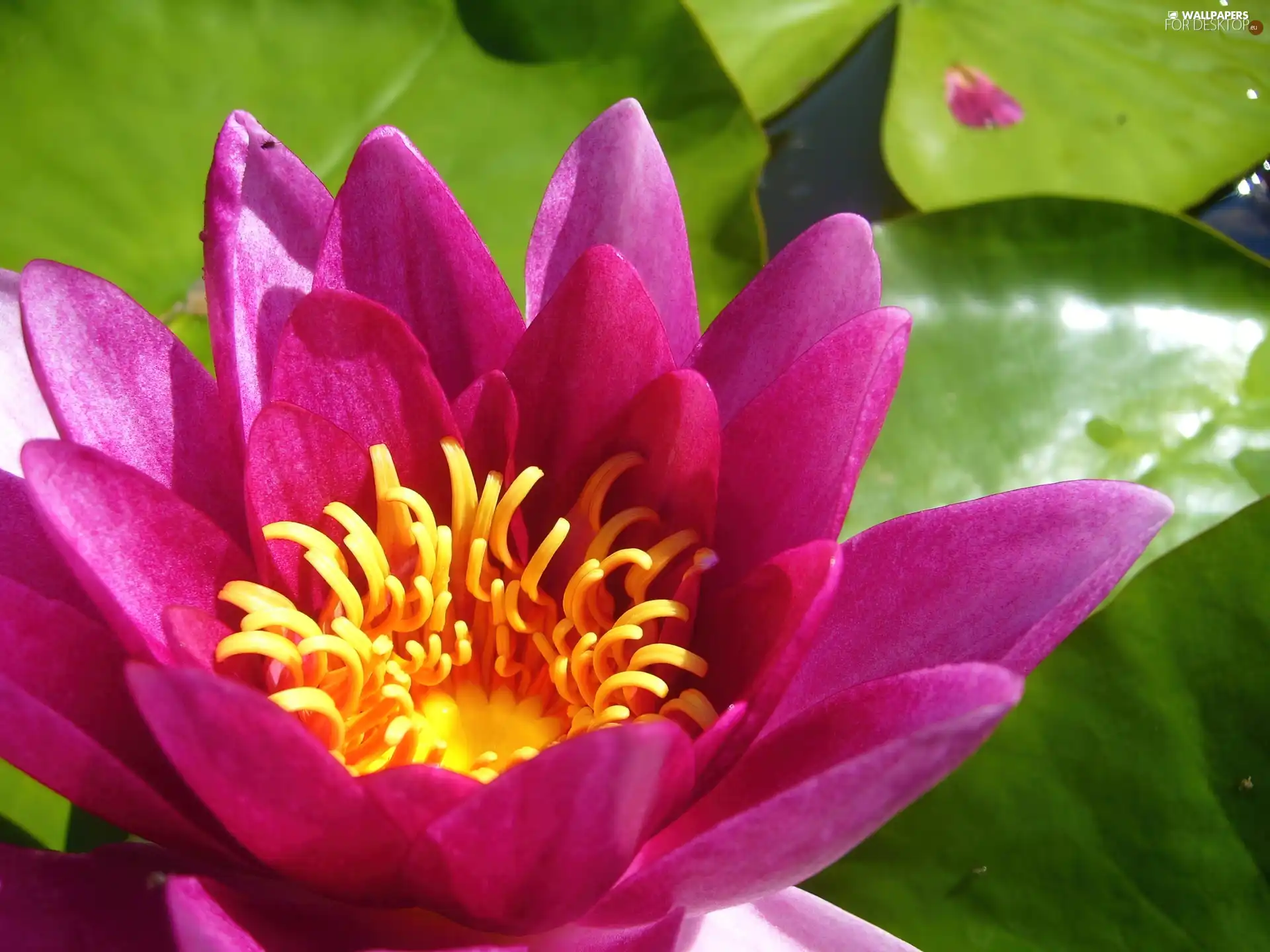 Lily, water