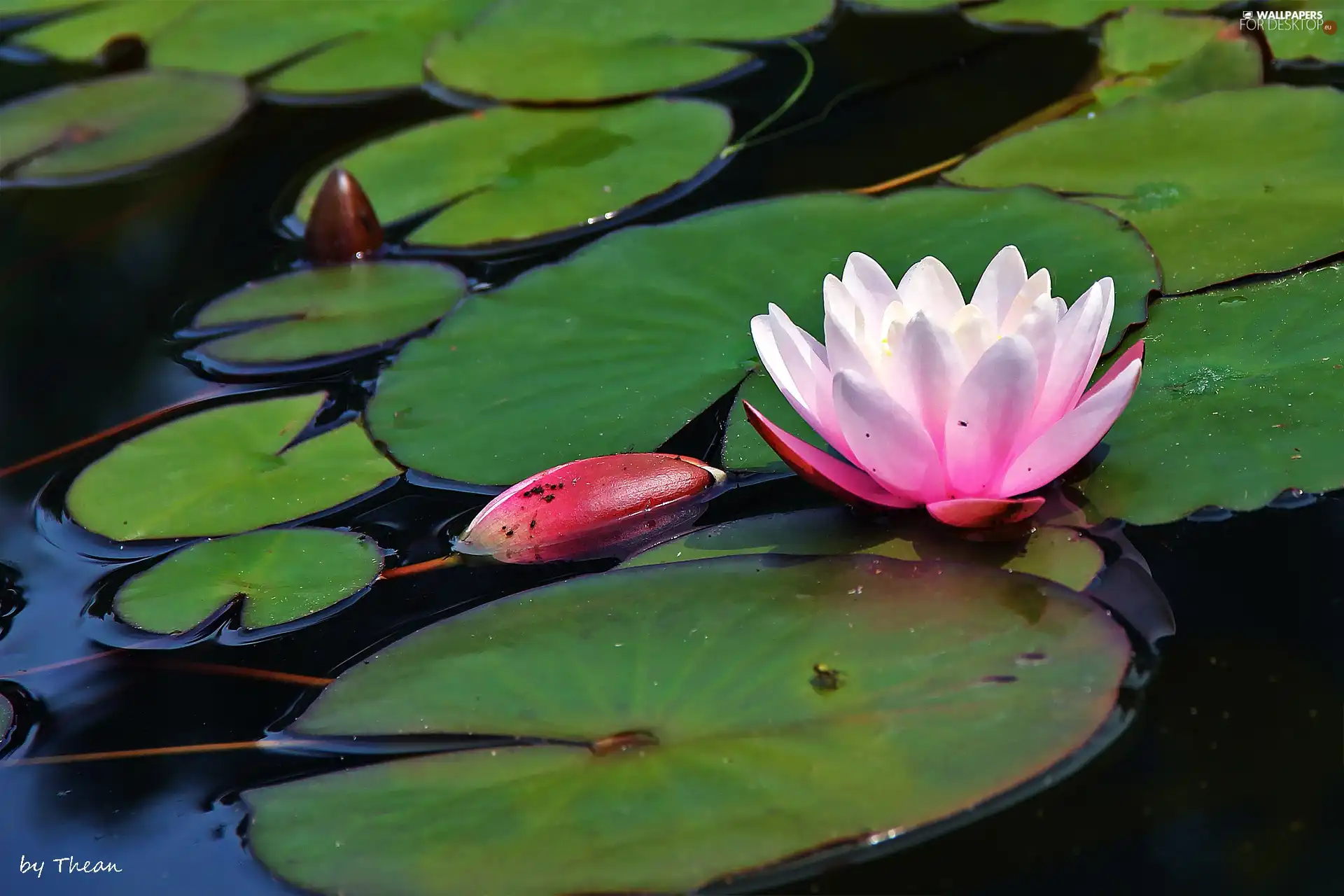 Lily, water