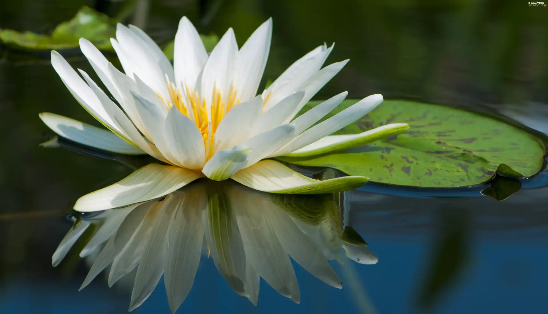 water, Beauty, Lily