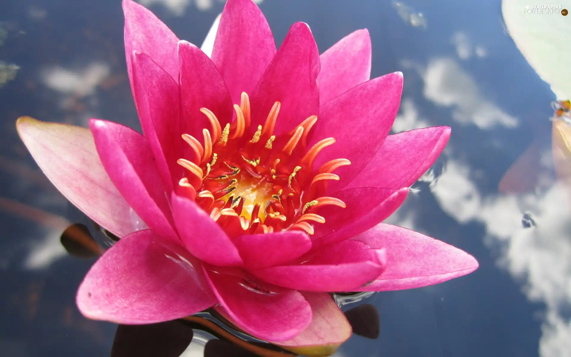 water, Pink, Lily