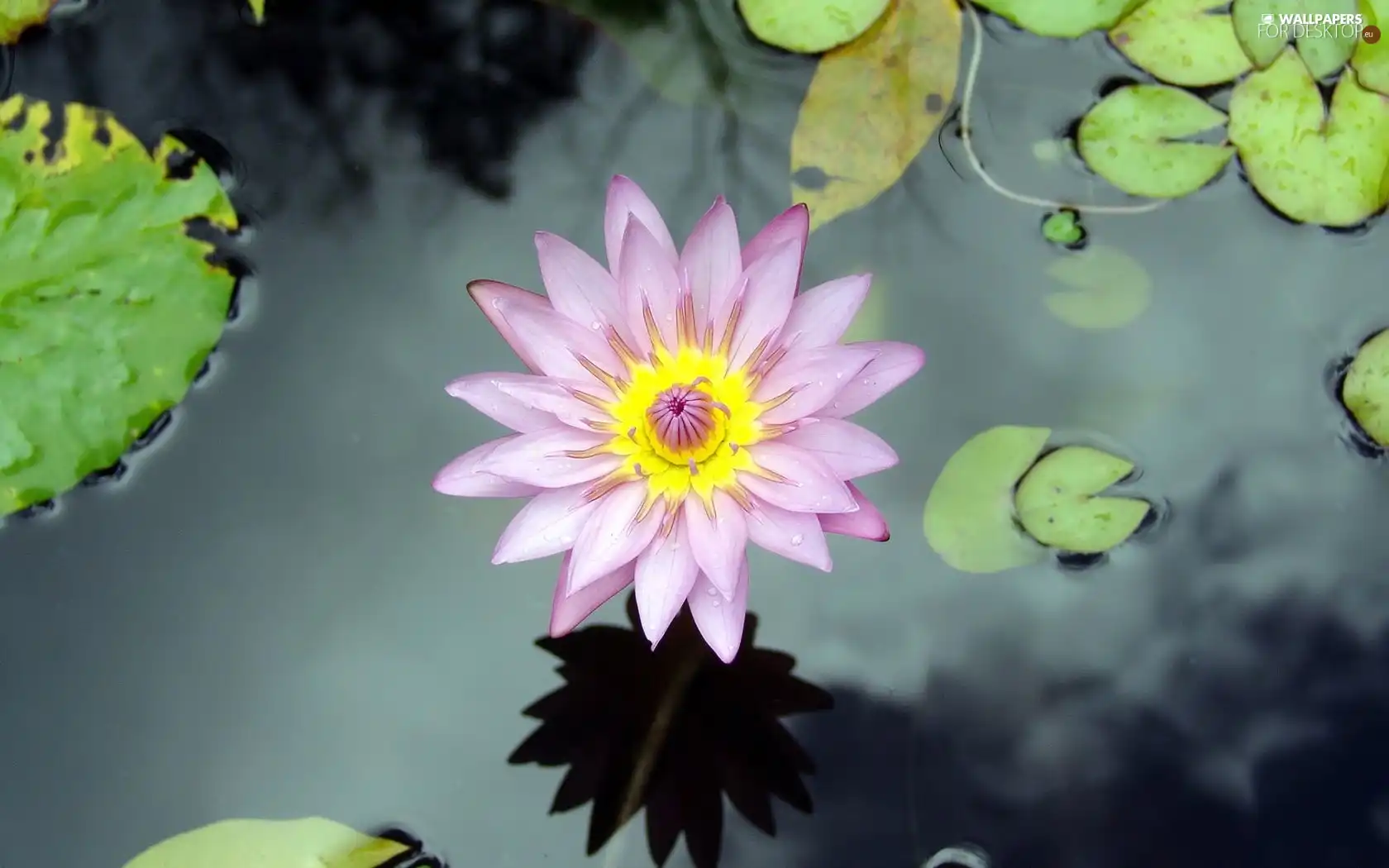 water, Pink, Lily