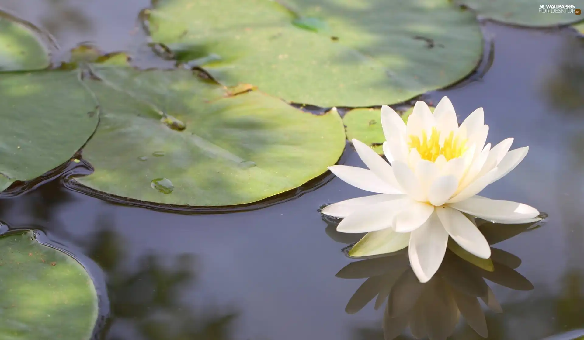 water, White, Lily