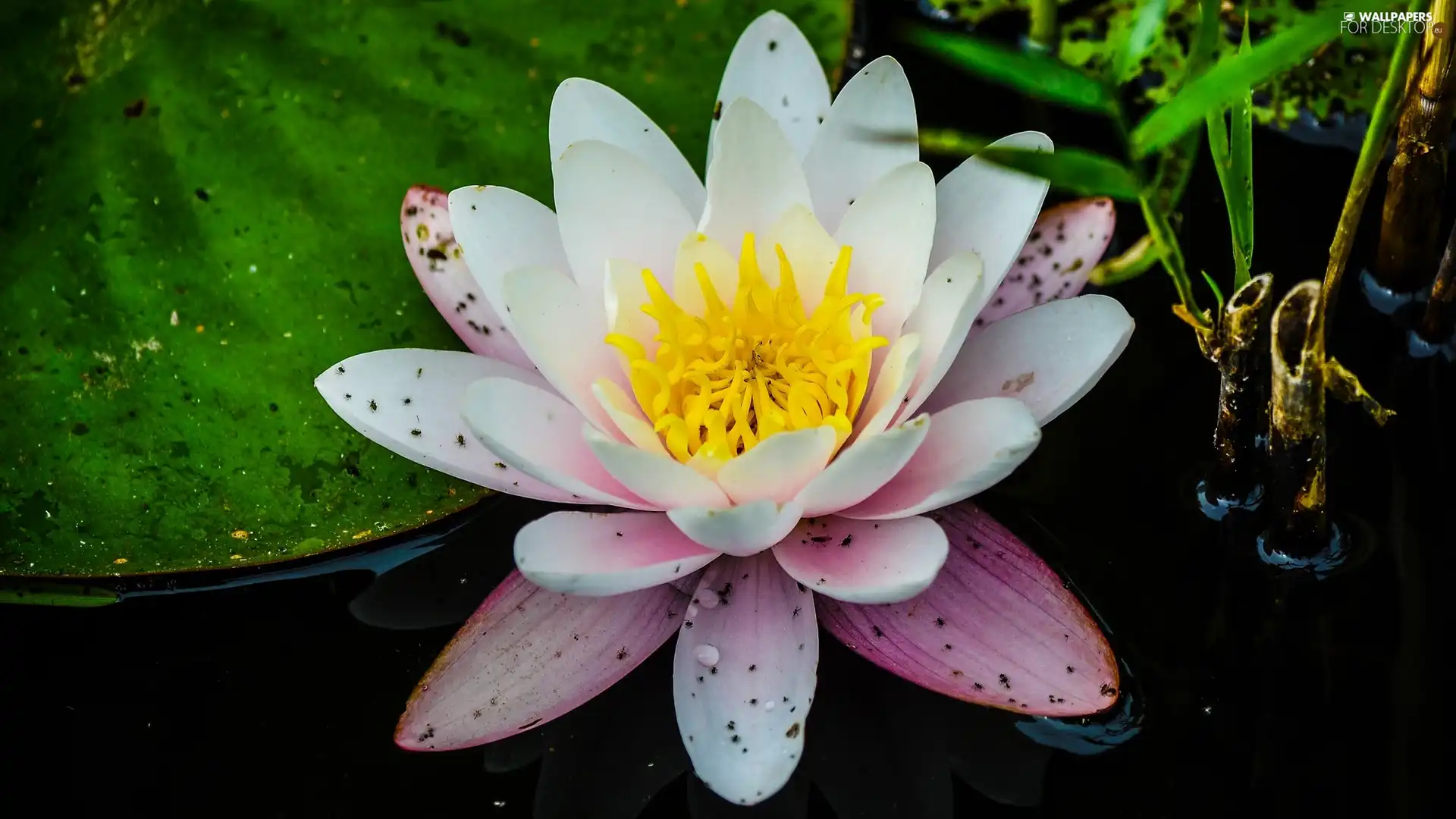 Lily, water