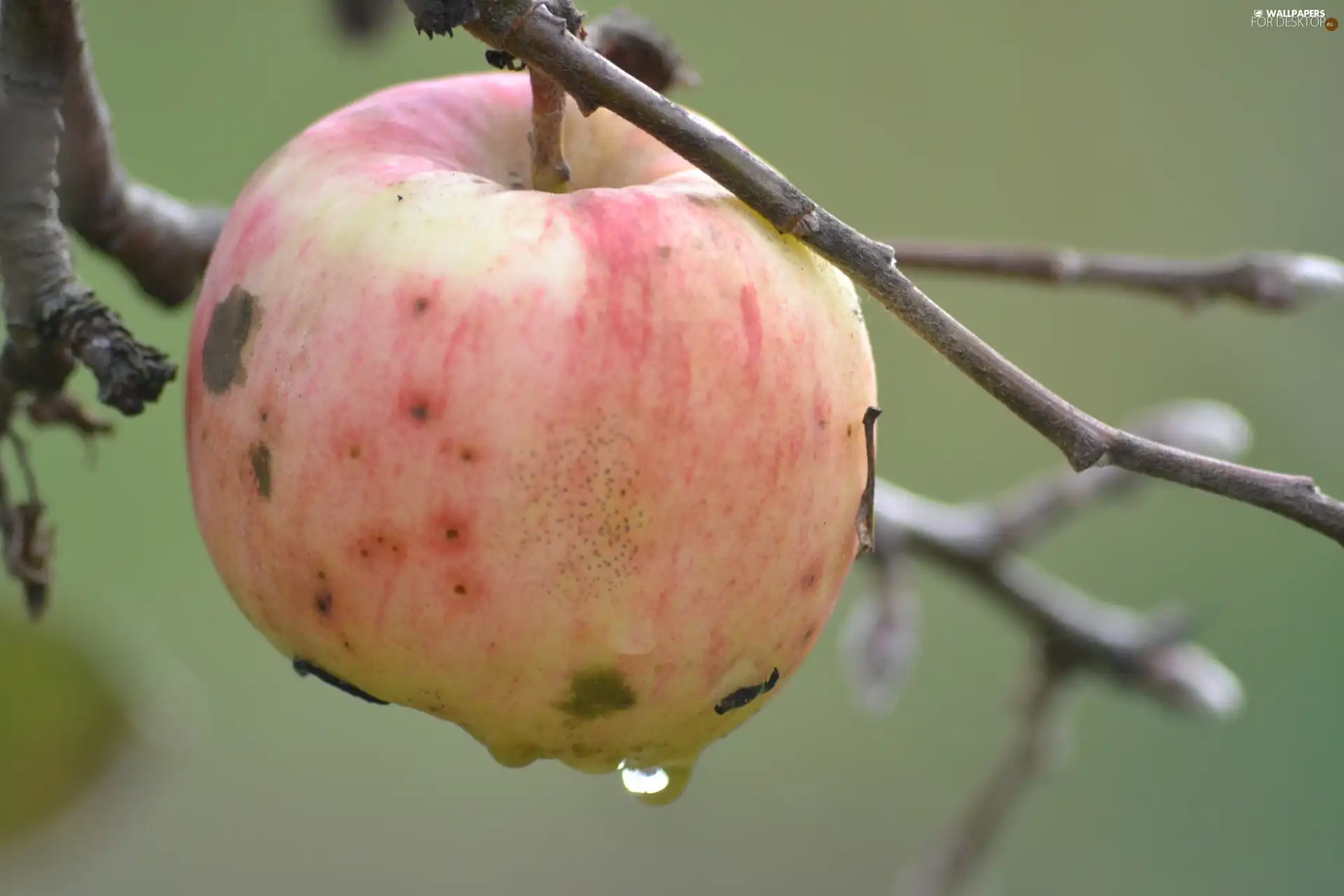 lonely, drop, water, Apple