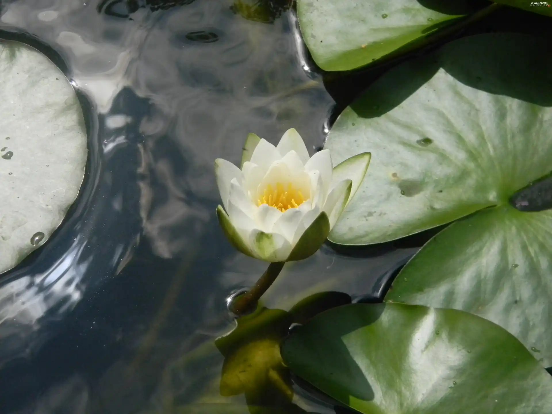 nenuphar, reflection, water, Leaf