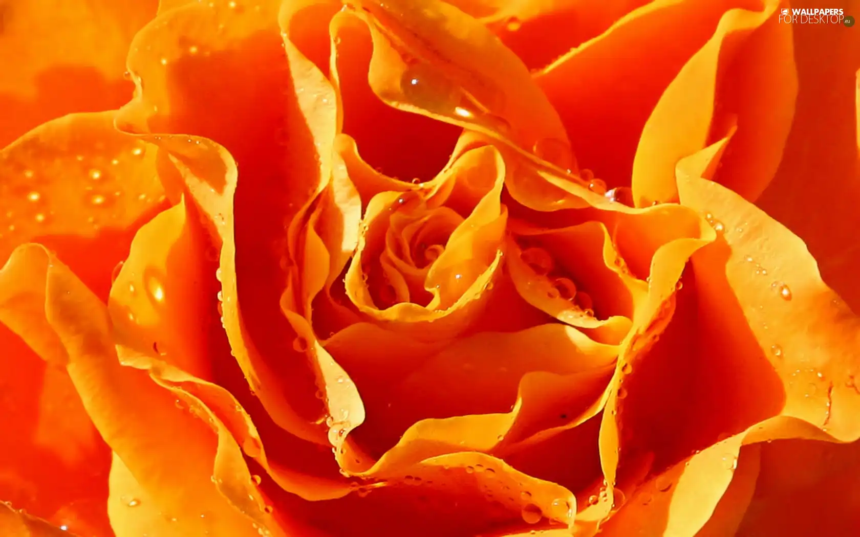 Orange, drops, water, rose