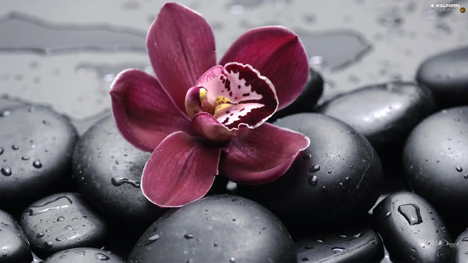 orchid, drops, water, Stones