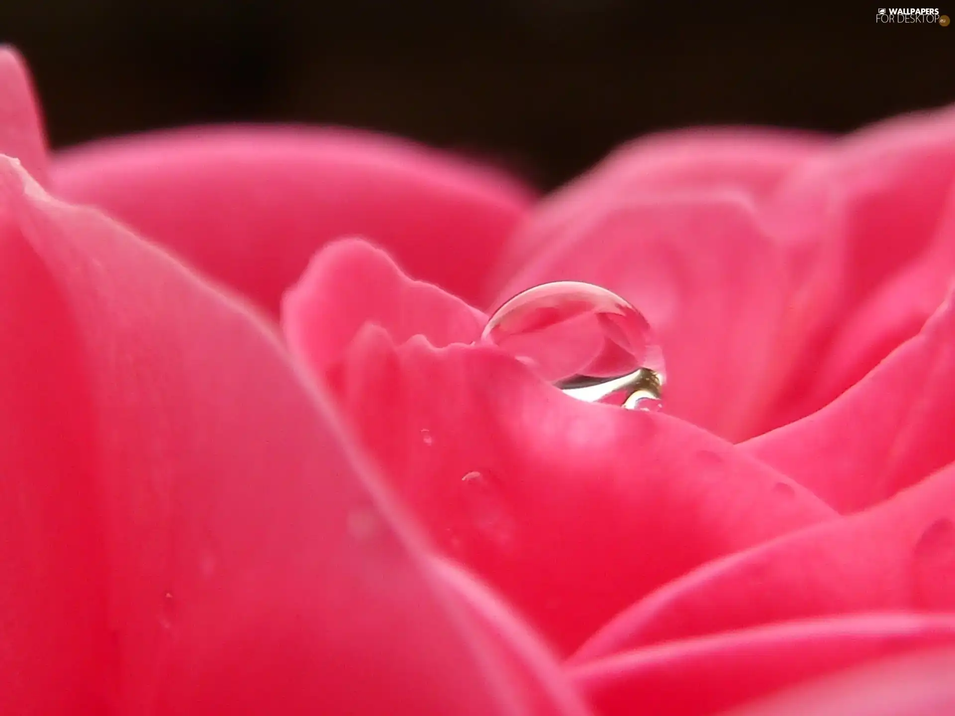 Pink, drop, water, rose