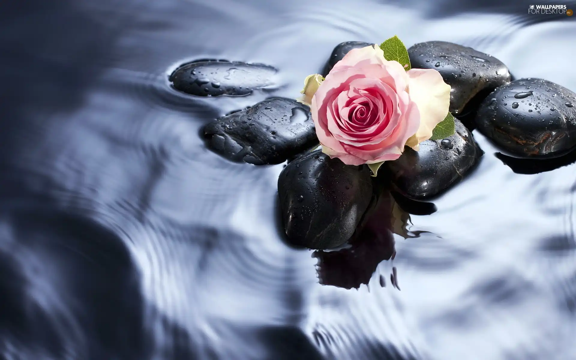 Pink, Stones, water, rose