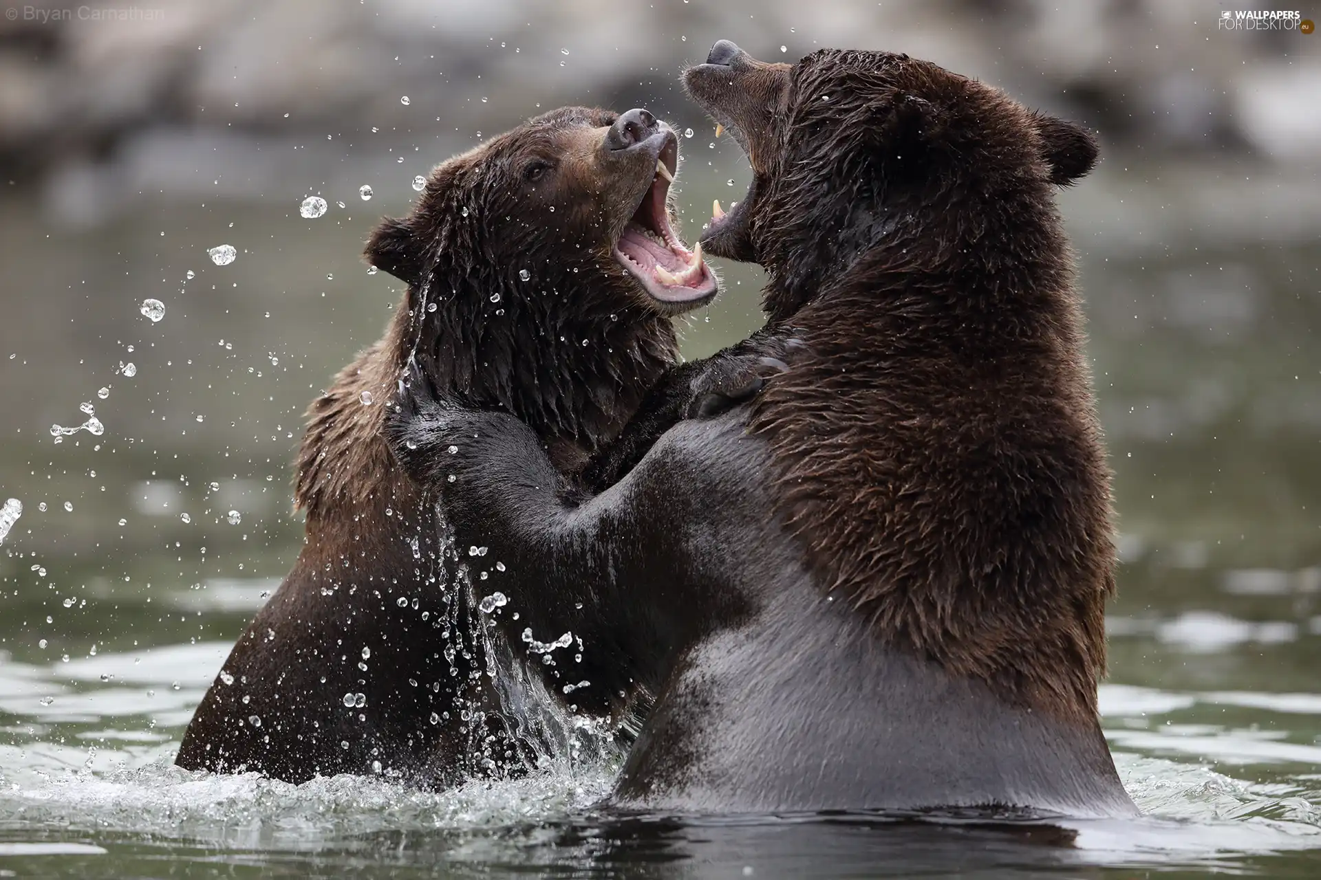 water, bears, rivalry