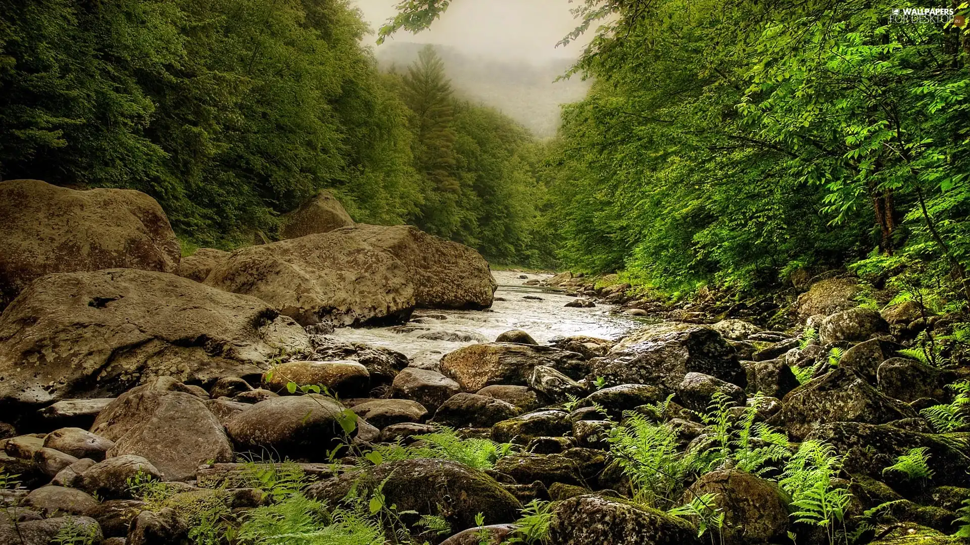 water, forest, rocks